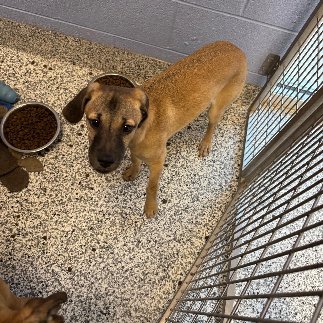 Spice, Adoptable, Young Female Mixed Breed & Mixed Breed.