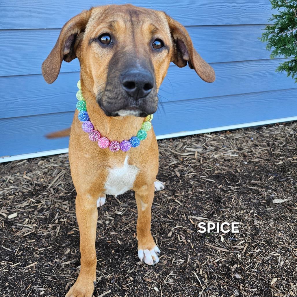 Enlarge Spice, a Adoptable mixed breed in Madisonville, TN image 2/3
