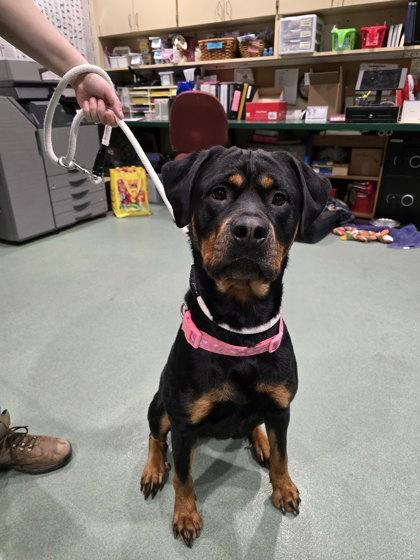 Enlarge Rory, an adopted mixed breed in Williamsport, PA image 1/1