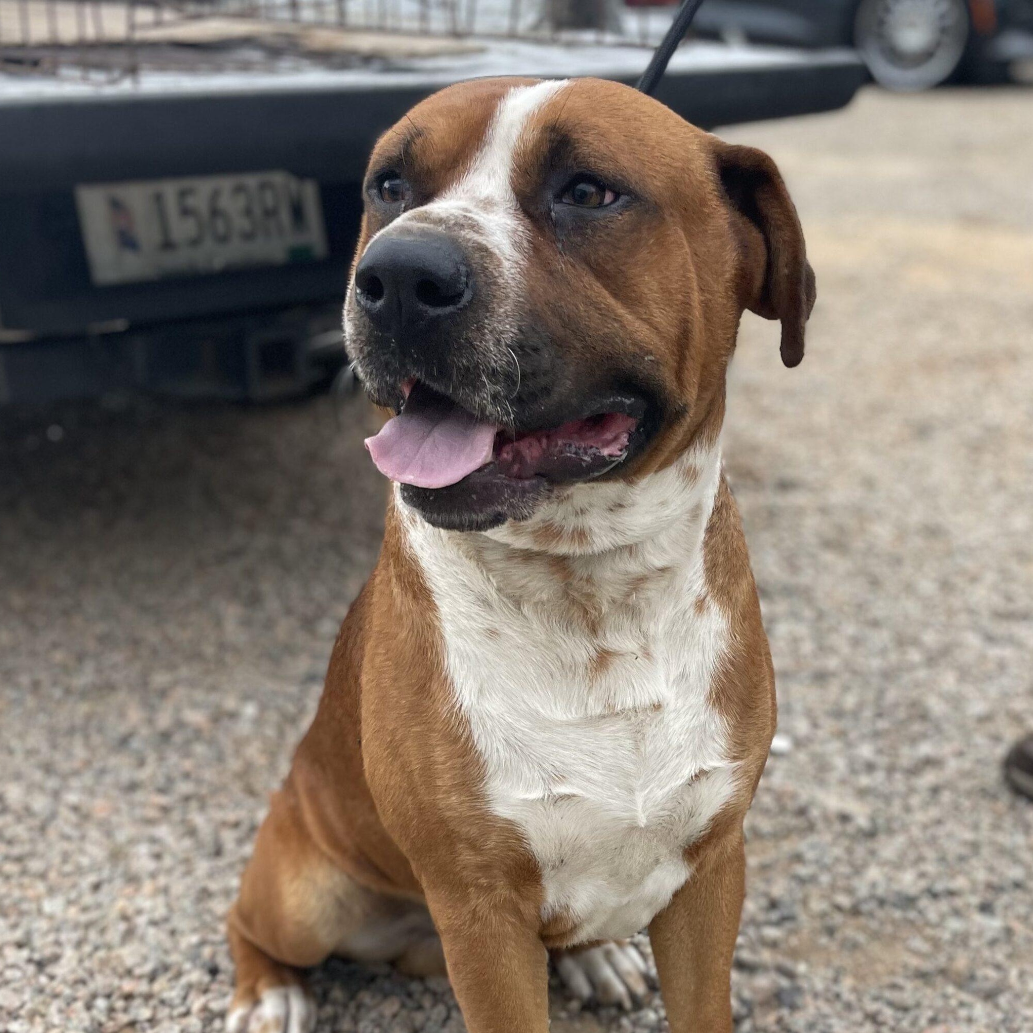 Beaux, Adoptable, Young Male Boxer.