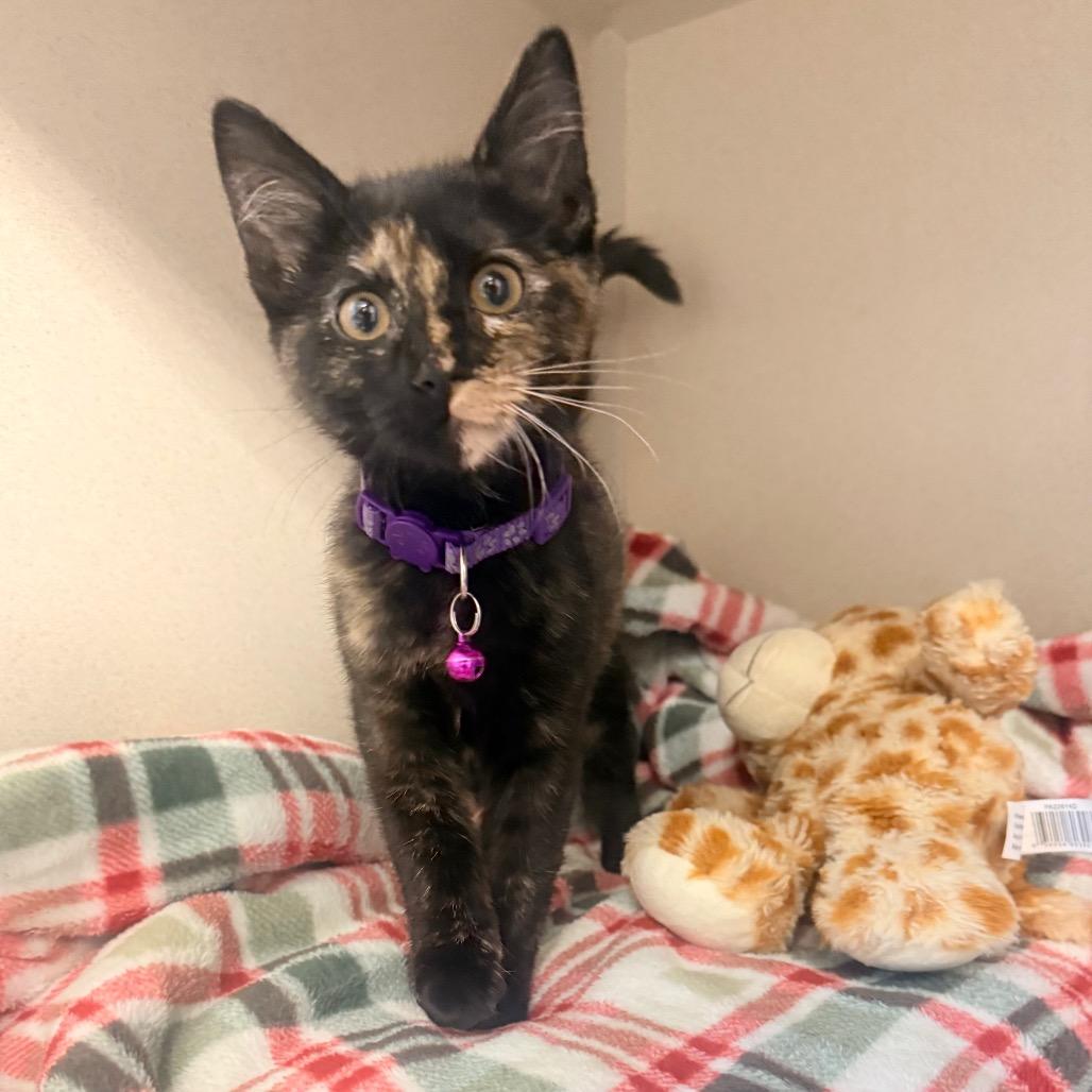 Star, Adoptable, Kitten Female Domestic Short Hair.