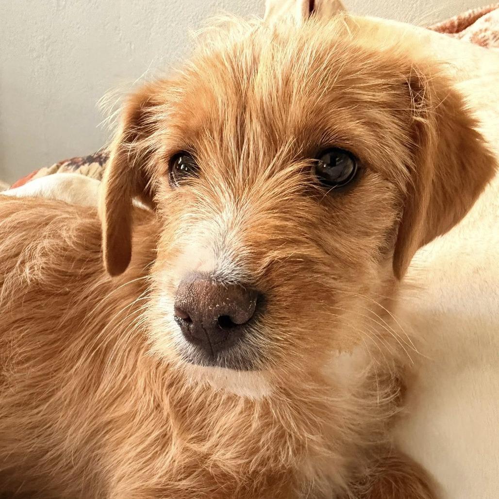 Iggy, Adoptable, Puppy Female Boxer & Mixed Breed.