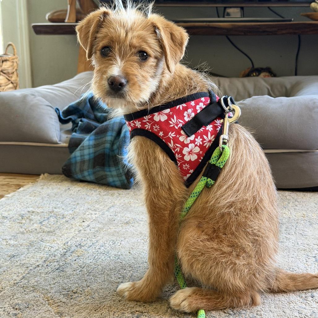 Enlarge Iggy, a Adoptable mixed breed in McMinnville, OR image 2/4