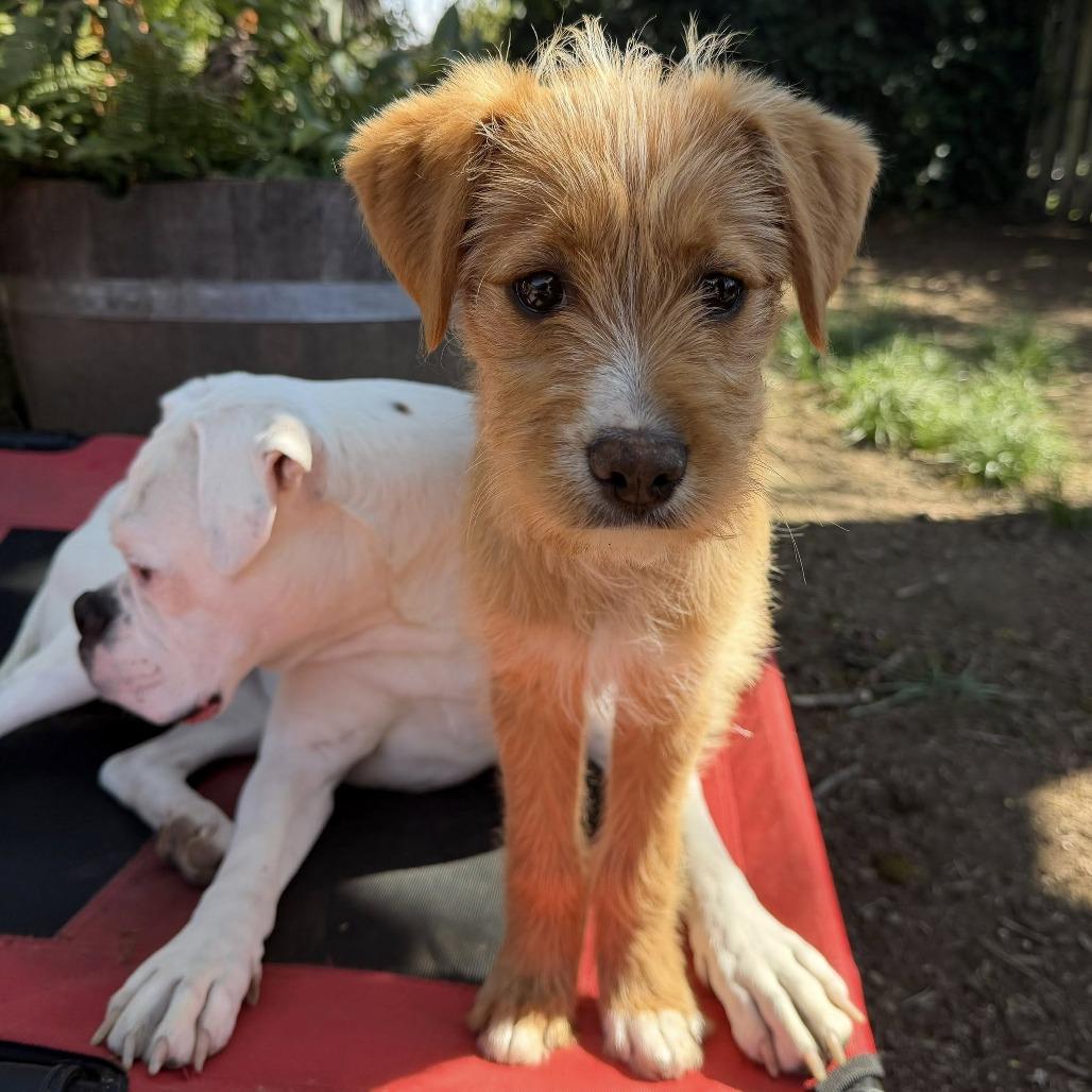 Enlarge Iggy, a Adoptable mixed breed in McMinnville, OR image 3/4