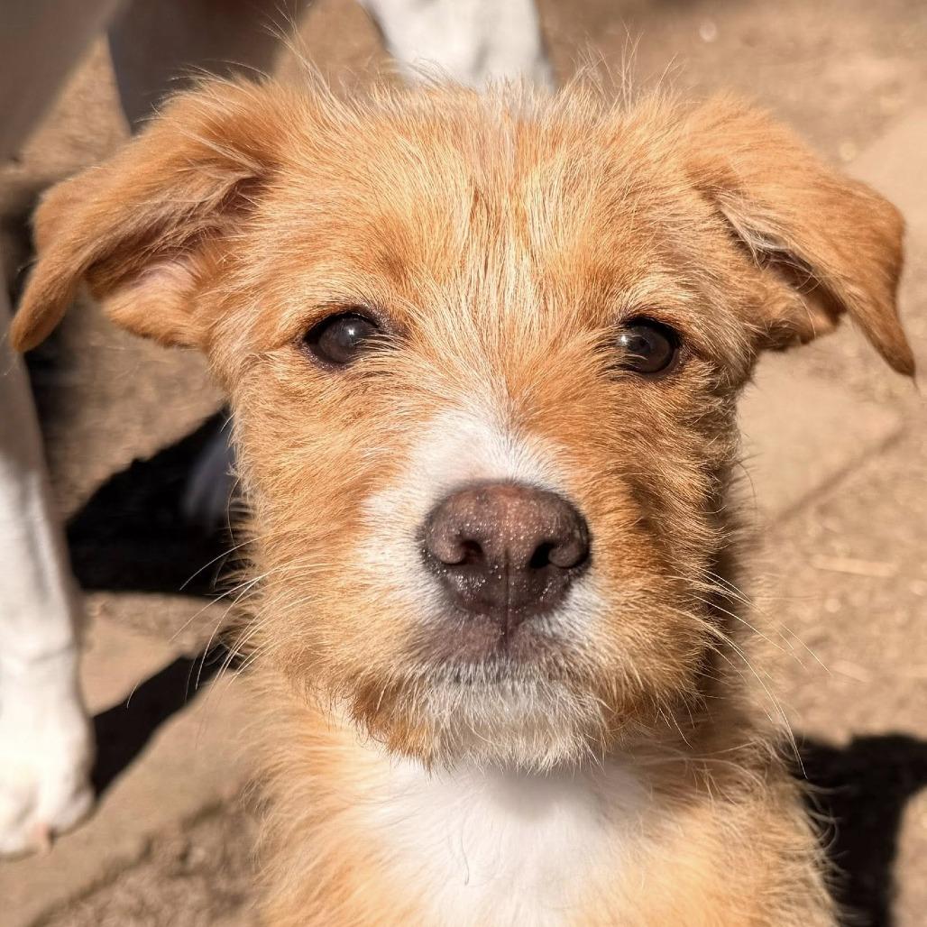 Enlarge Iggy, a Adoptable mixed breed in McMinnville, OR image 4/4