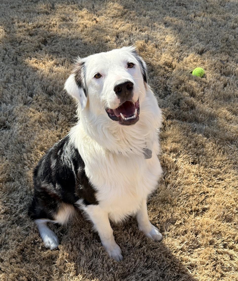 Enlarge Otis, a Adoptable Australian Shepherd in Arlington, TX image 1/6