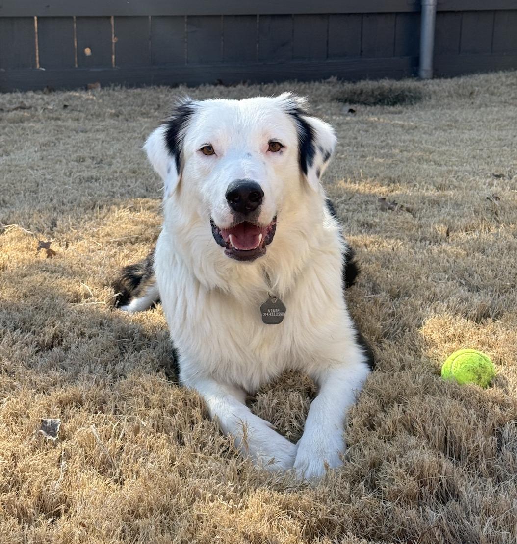 Enlarge Otis, a Adoptable Australian Shepherd in Arlington, TX image 2/6