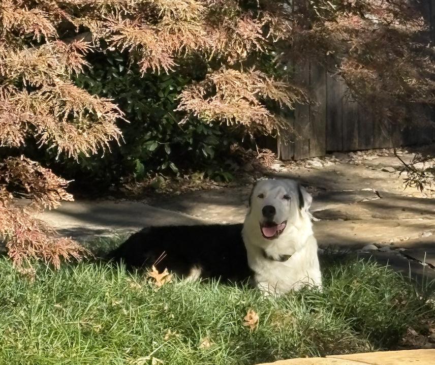 Enlarge Otis, a Adoptable Australian Shepherd in Arlington, TX image 3/6