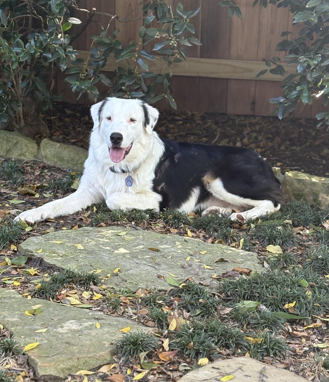Enlarge Otis, a Adoptable Australian Shepherd in Arlington, TX image 4/6