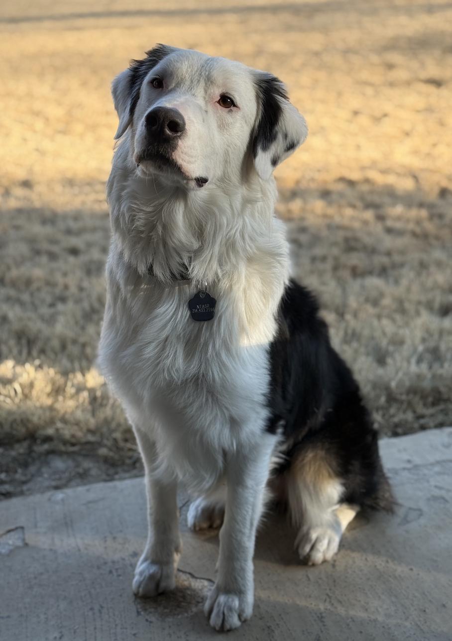 Enlarge Otis, a Adoptable Australian Shepherd in Arlington, TX image 2/6