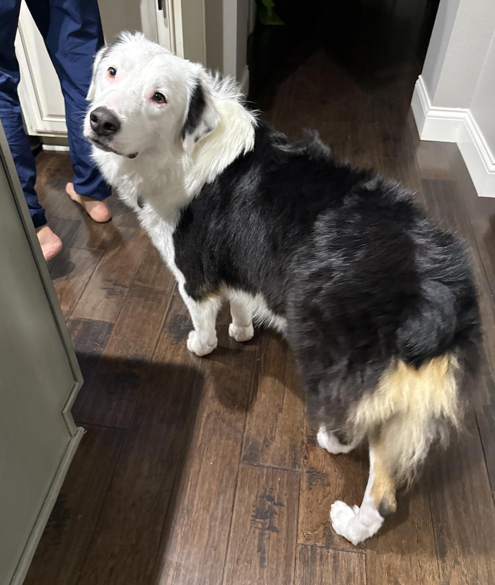 Enlarge Otis, a Adoptable Australian Shepherd in Arlington, TX image 5/6