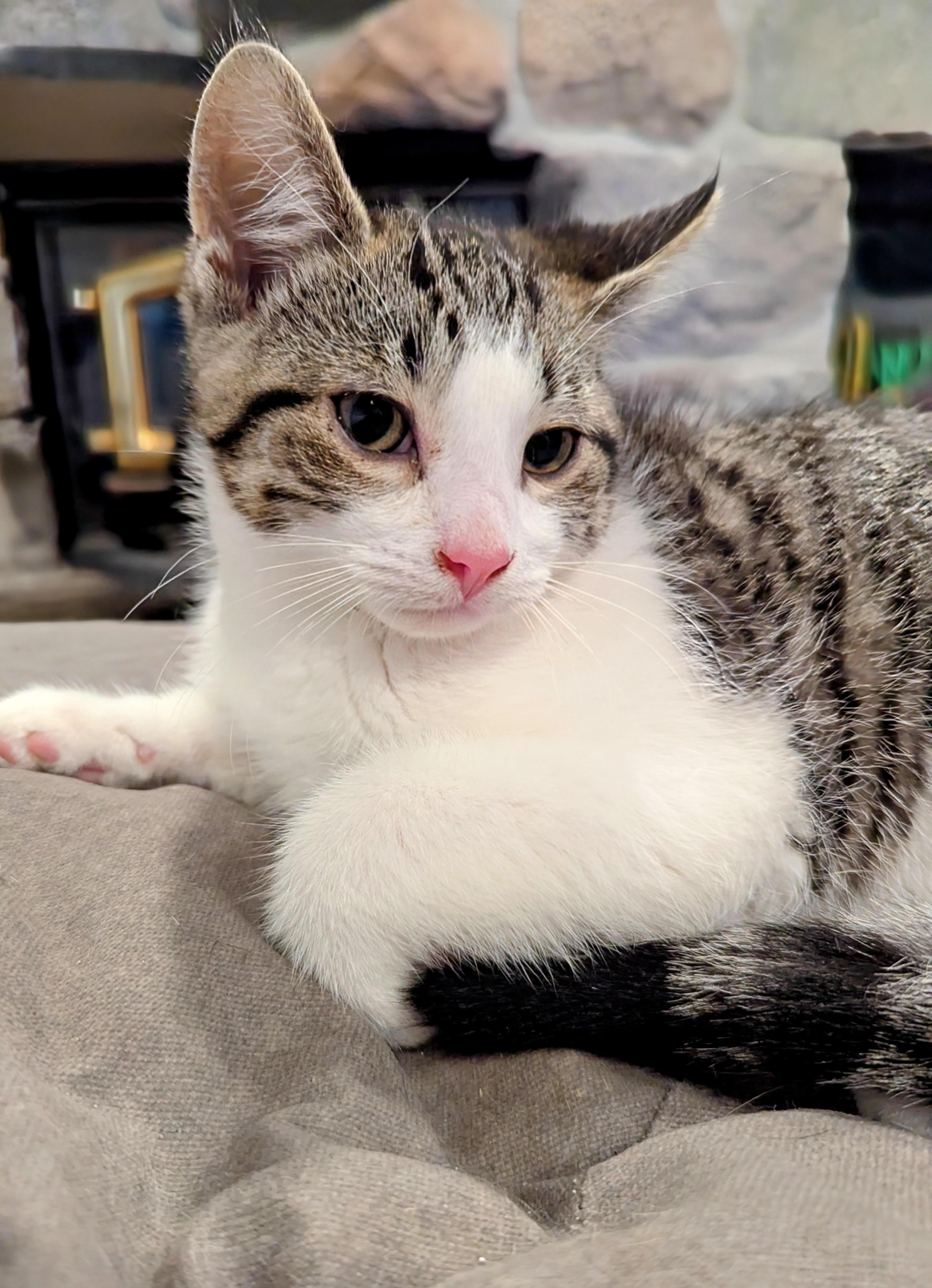 Vicks, Baby Male Domestic Short Hair
