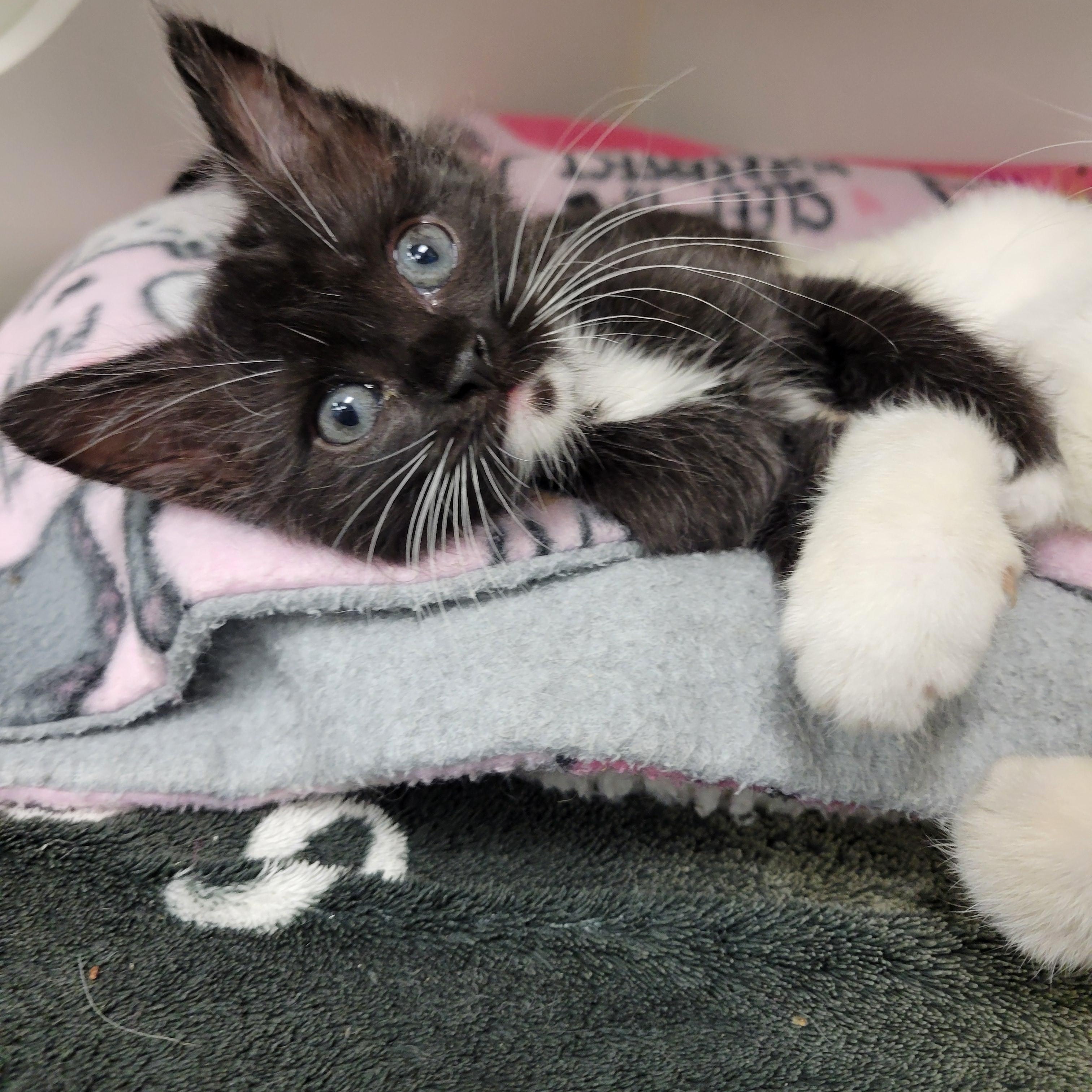 Enlarge Spike, a Adopted Domestic Medium Hair in Cathedral City, CA image 1/2