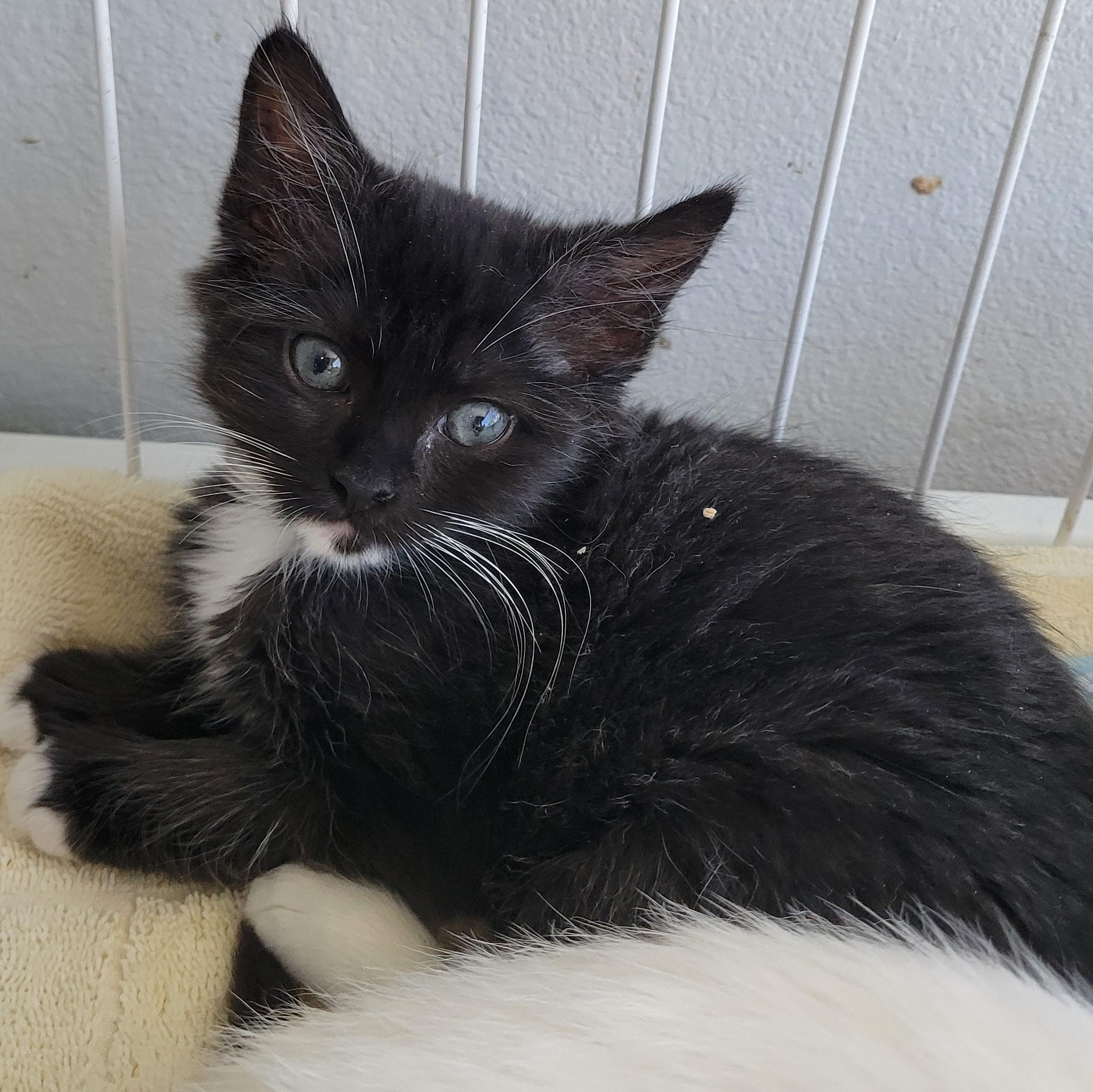 Enlarge Spike, a Adopted Domestic Medium Hair in Cathedral City, CA image 2/2
