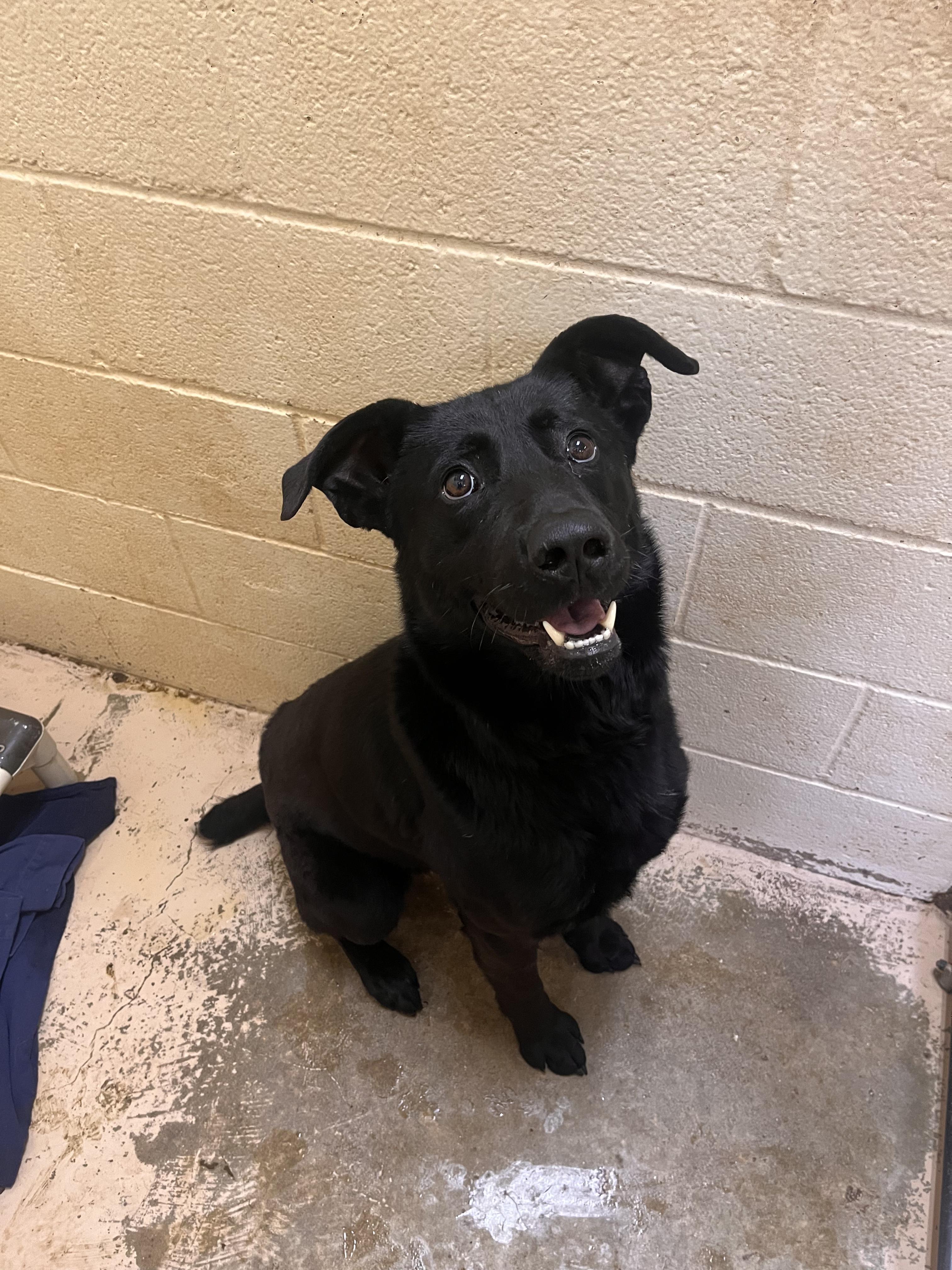 Enlarge Otis, a ADOPTABLE mixed breed in Grass Valley, CA image 2/2