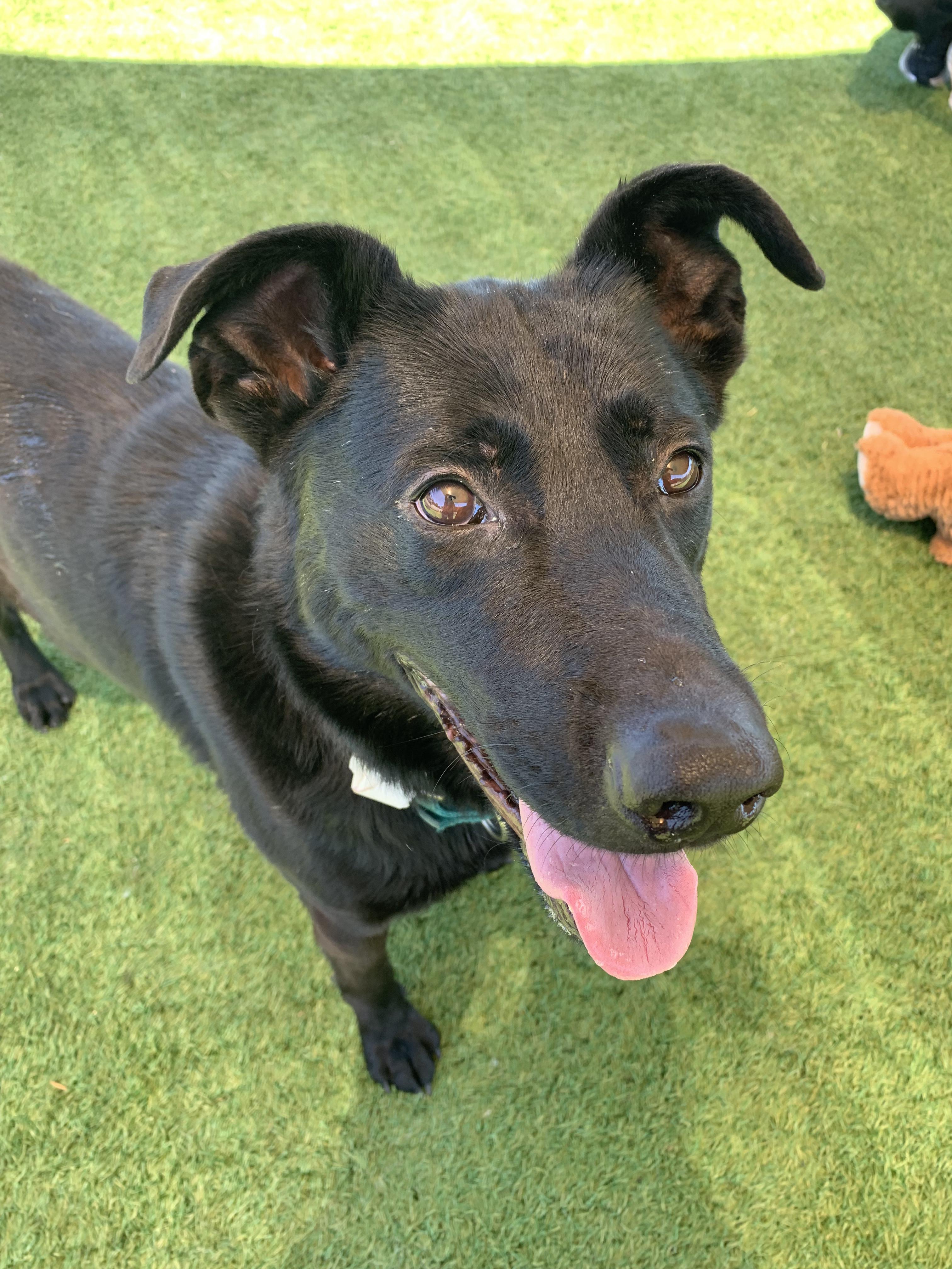 Enlarge Otis, a ADOPTABLE mixed breed in Grass Valley, CA image 6/6