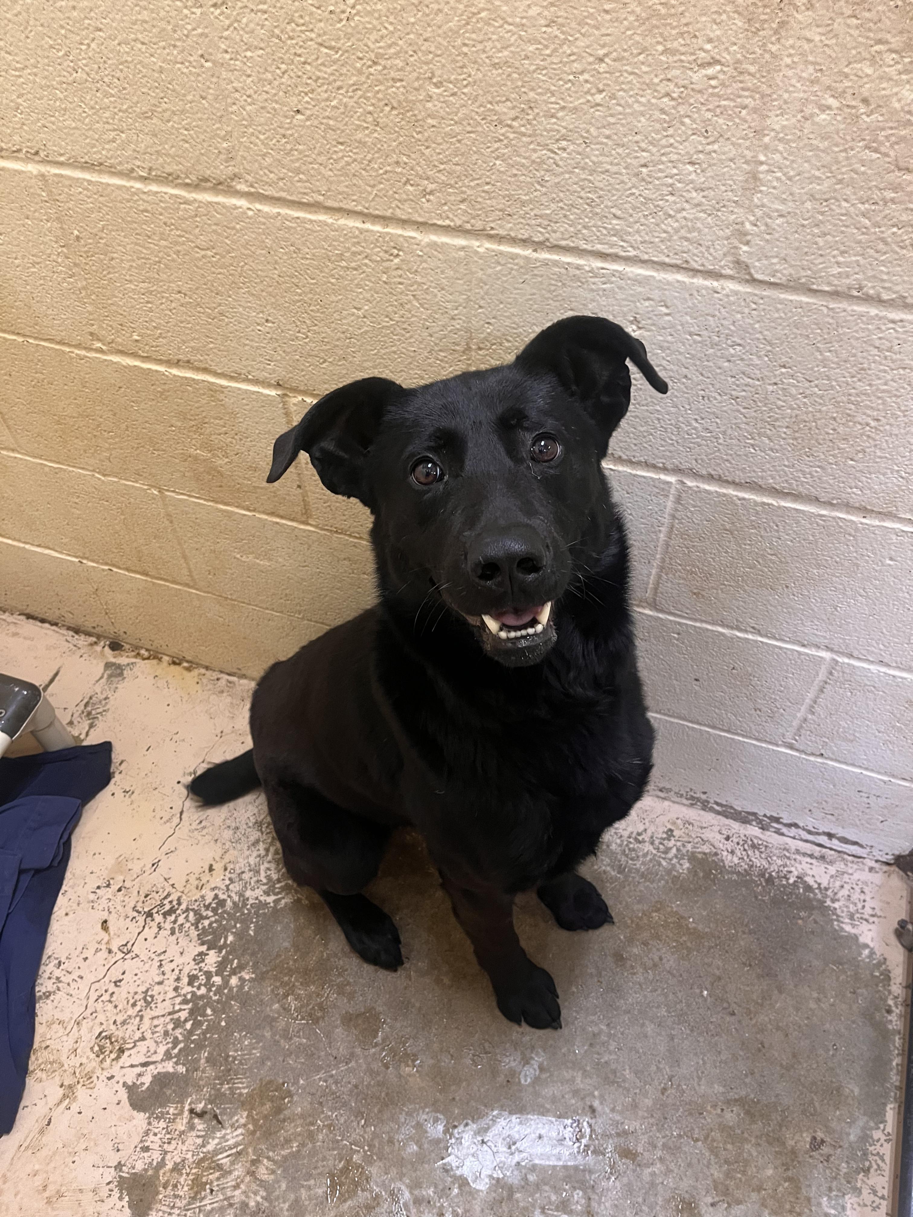 Otis, ADOPTABLE, Adult Male Mixed Breed & Shepherd.