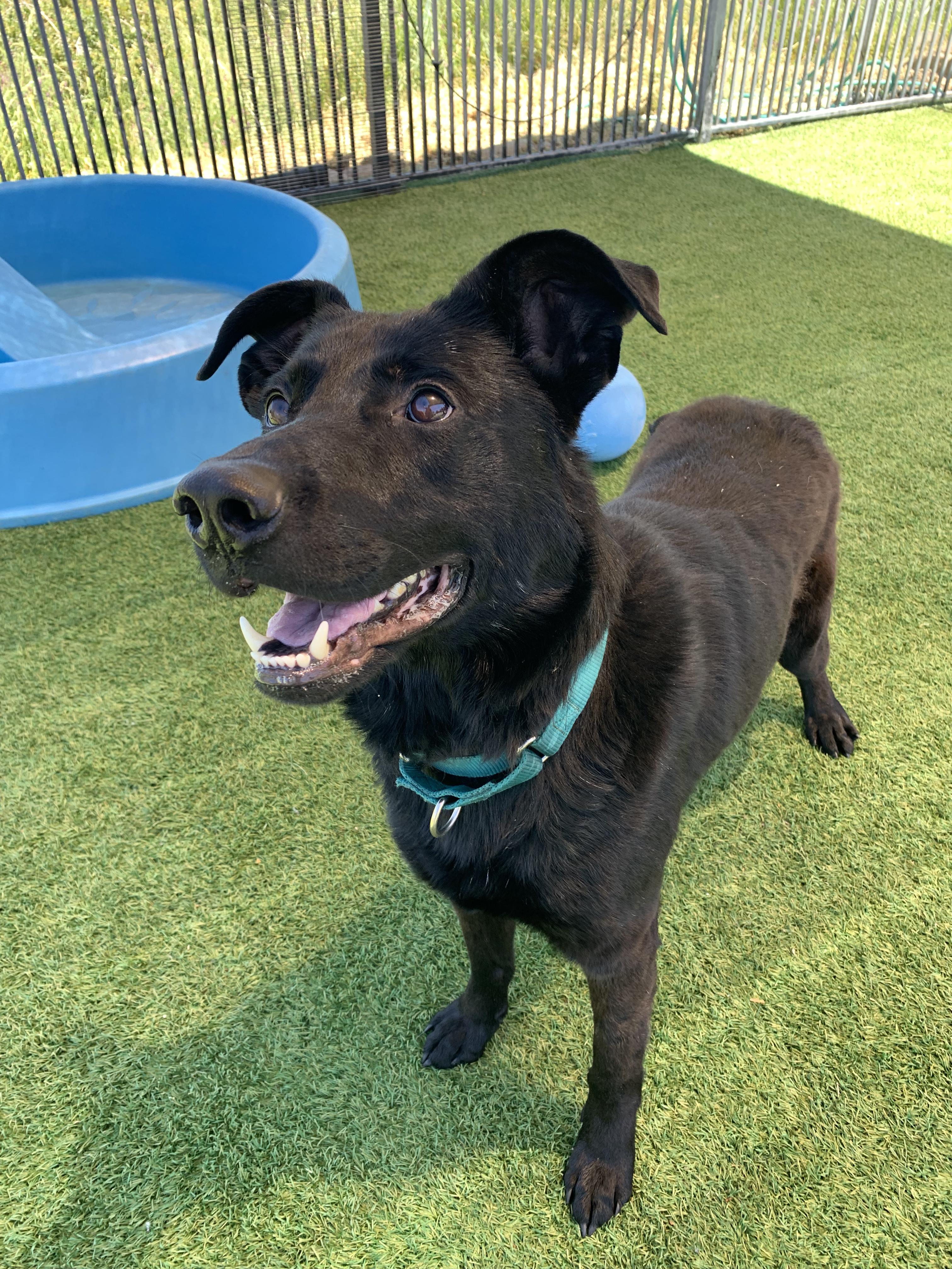 Enlarge Otis, a ADOPTABLE mixed breed in Grass Valley, CA image 4/6