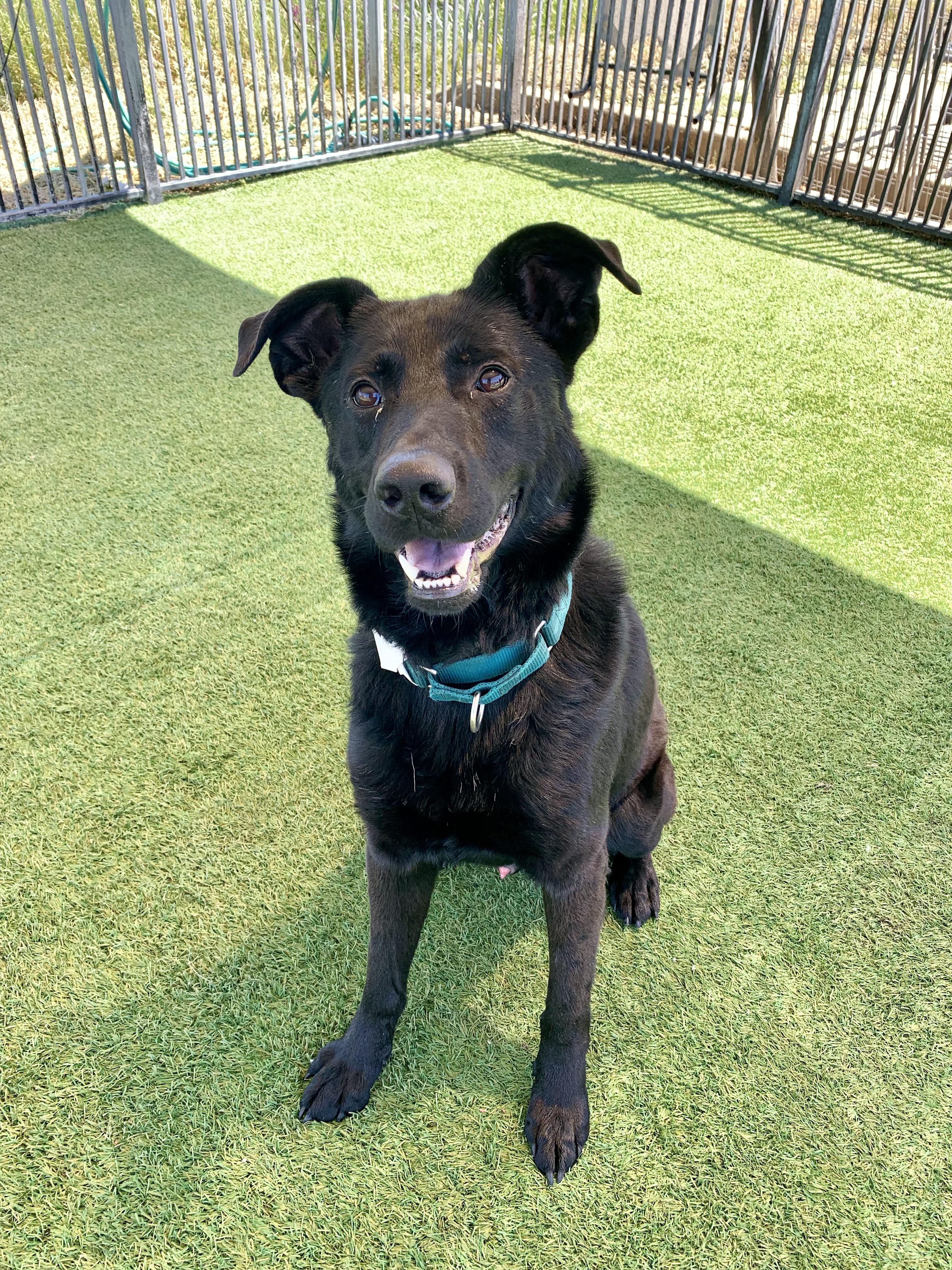 Enlarge Otis, a ADOPTABLE mixed breed in Grass Valley, CA image 3/6
