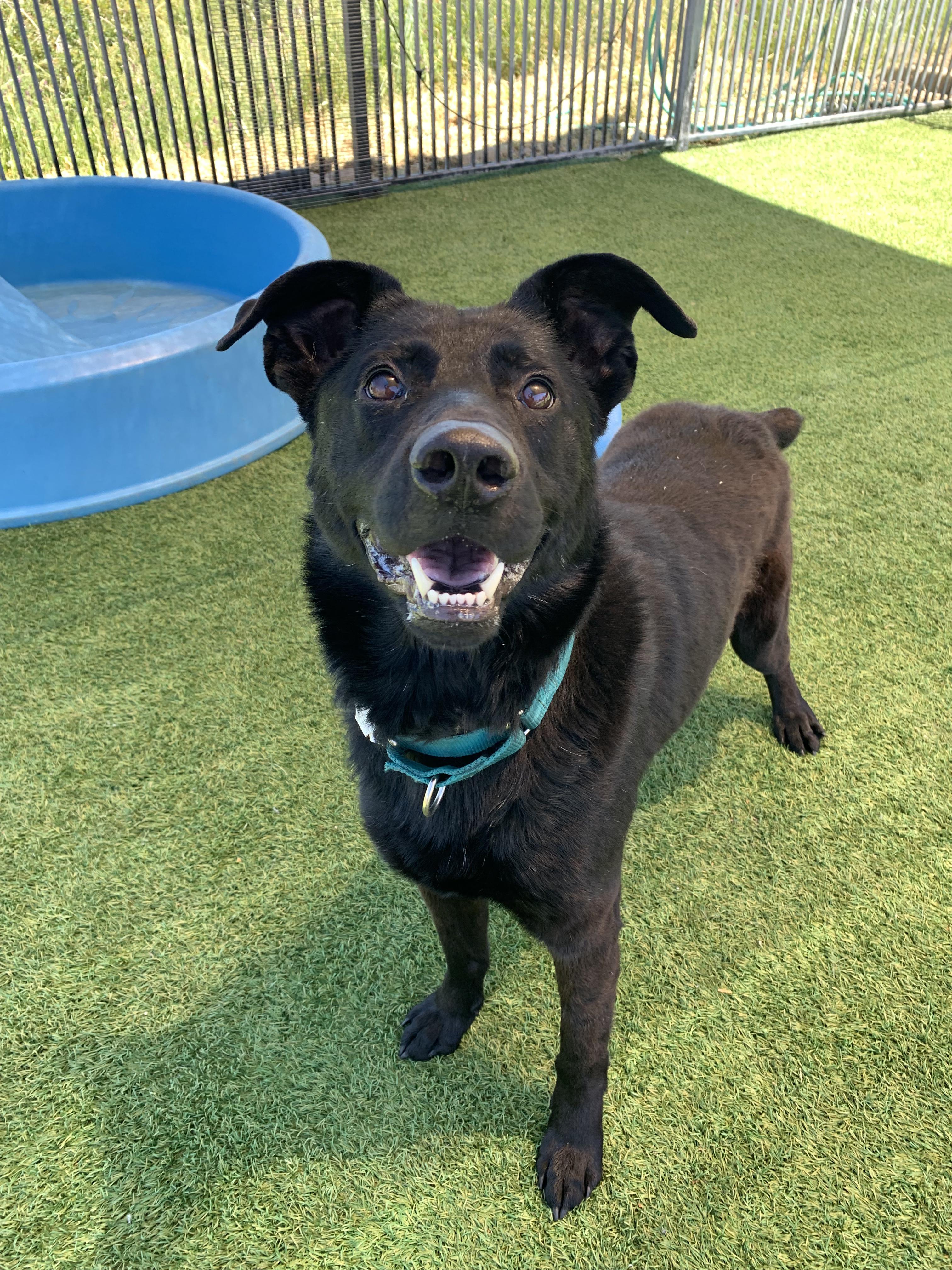Enlarge Otis, a ADOPTABLE mixed breed in Grass Valley, CA image 1/6