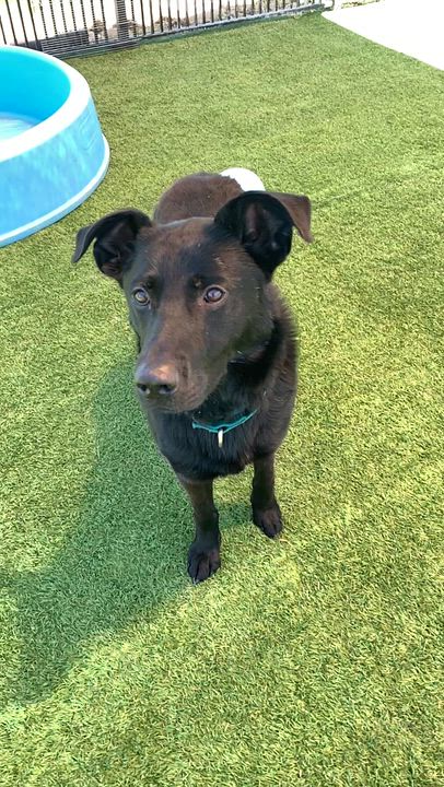 Enlarge Otis, a ADOPTABLE mixed breed in Grass Valley, CA video 2/6
