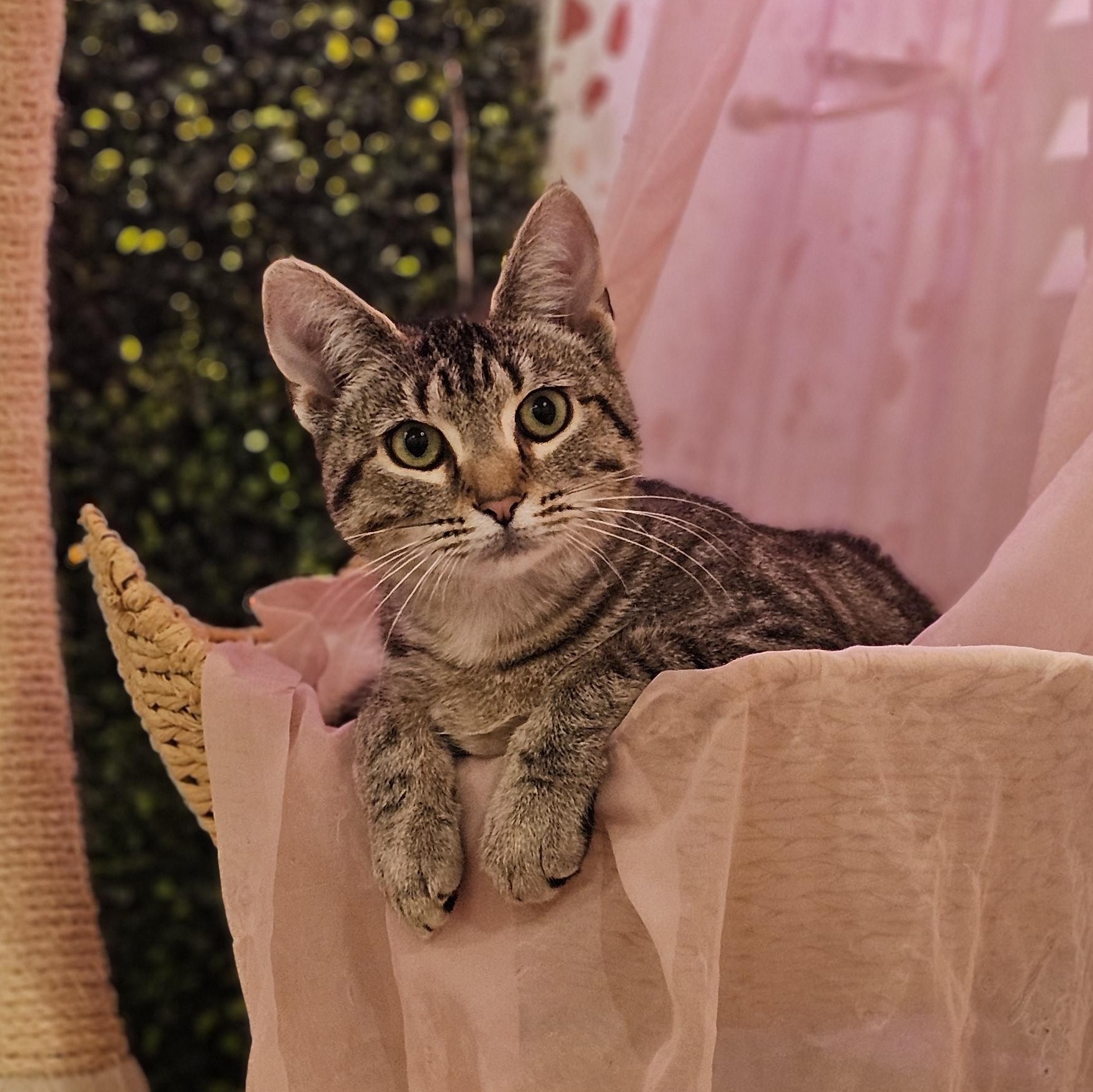 Enlarge Olive, a ADOPTABLE Domestic Short Hair in Philadelphia, PA image 1/3