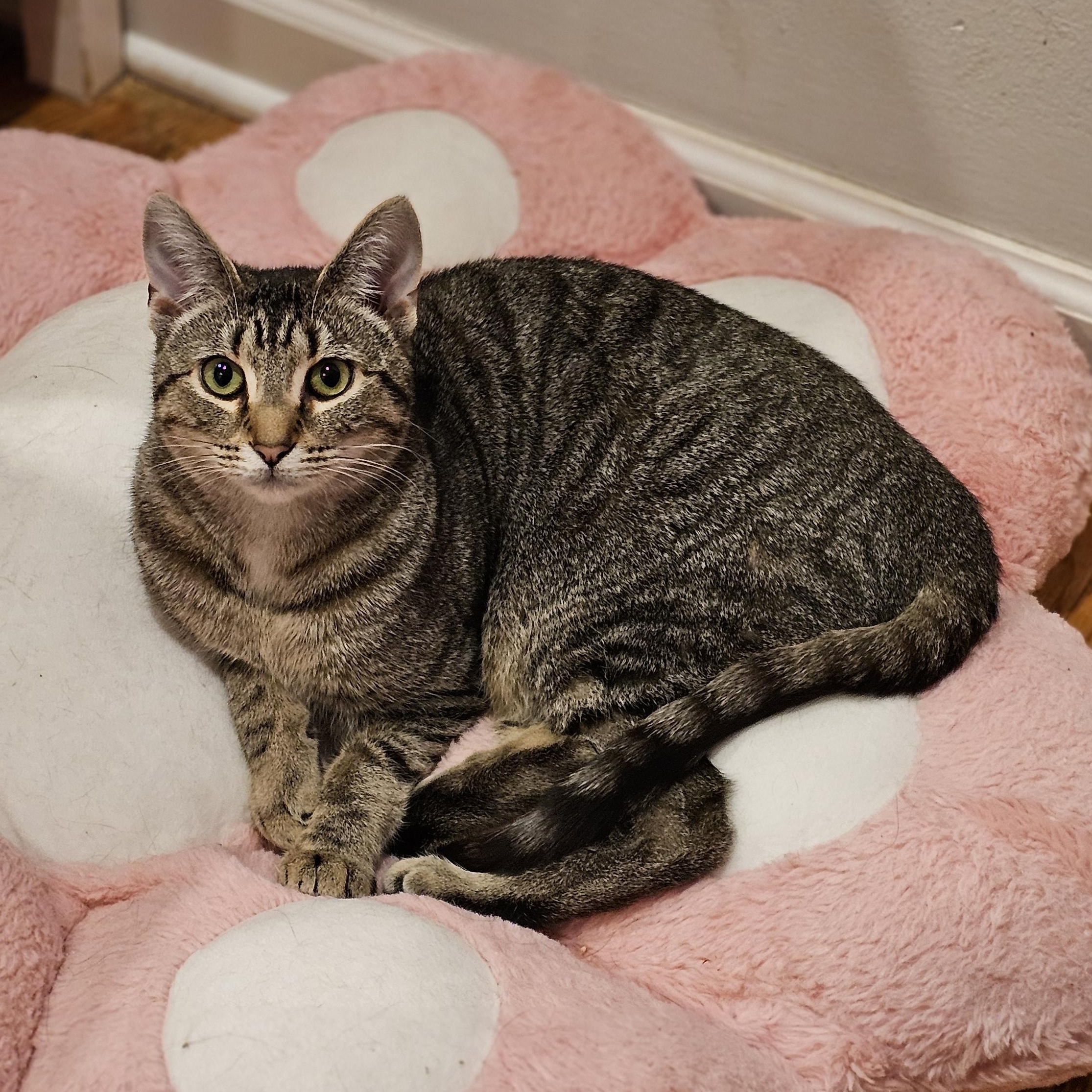 Olive, a ADOPTABLE Domestic Short Hair in Philadelphia, PA image 2/6