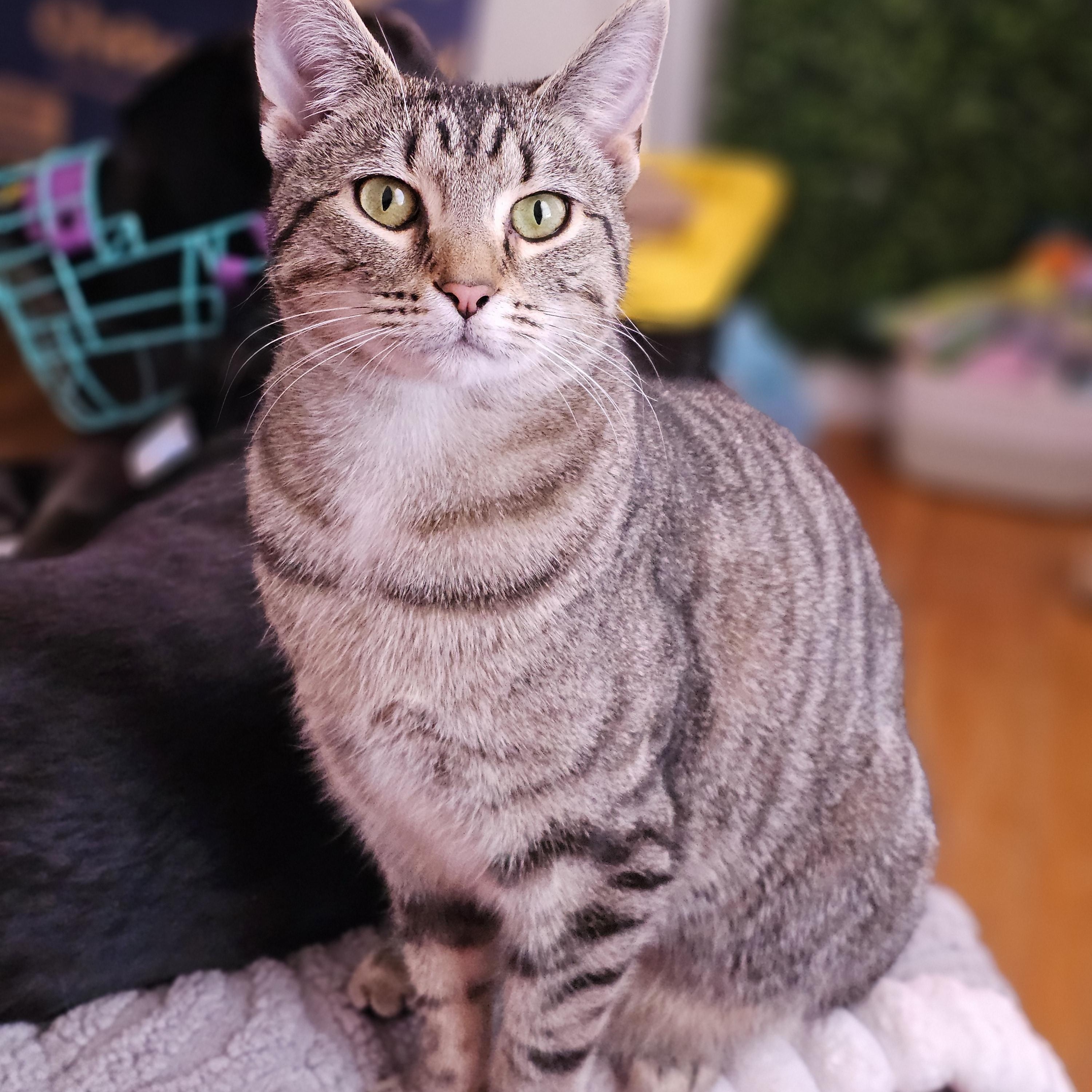 Olive, ADOPTABLE, Kitten Female Domestic Short Hair.