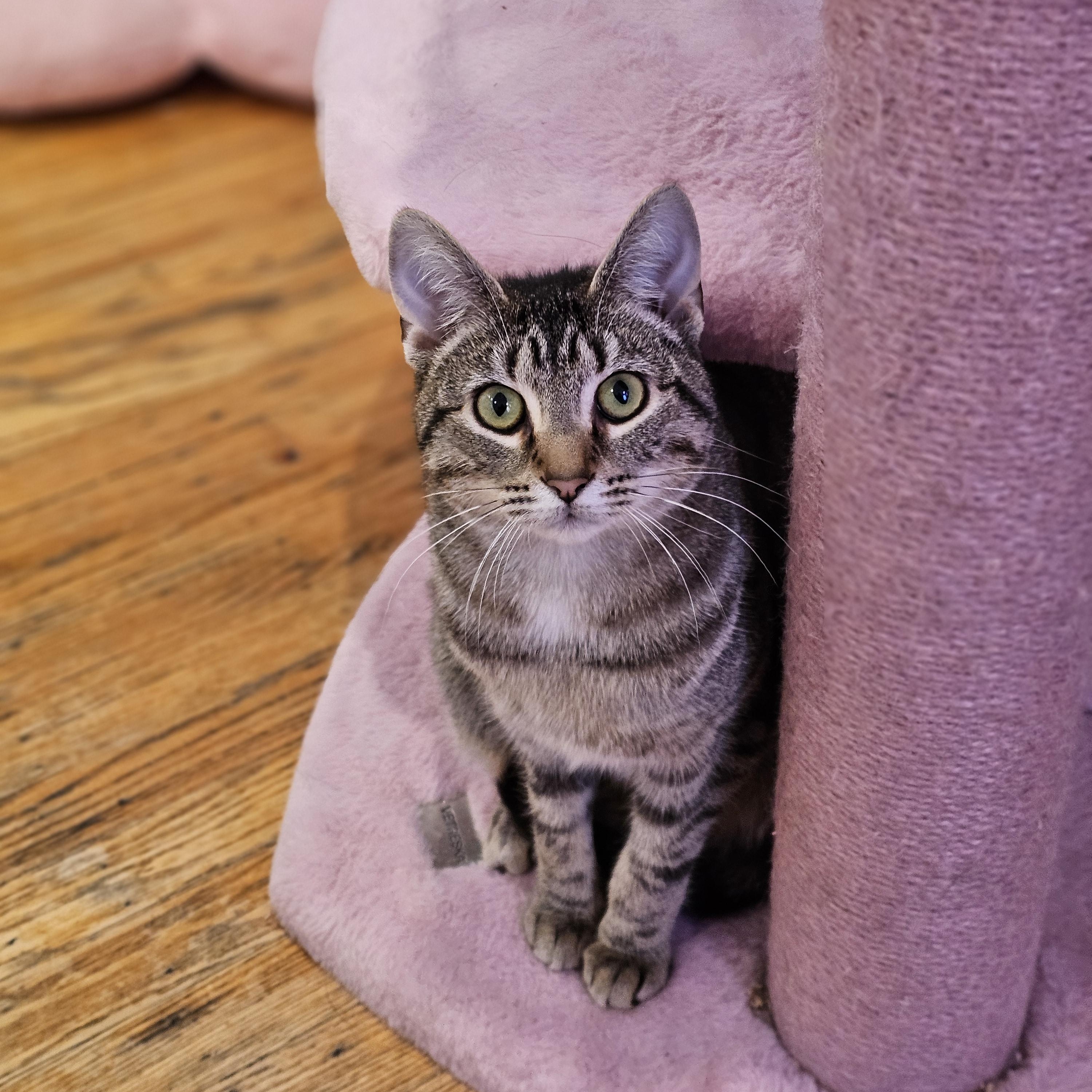 Olive, a ADOPTABLE Domestic Short Hair in Philadelphia, PA image 4/6