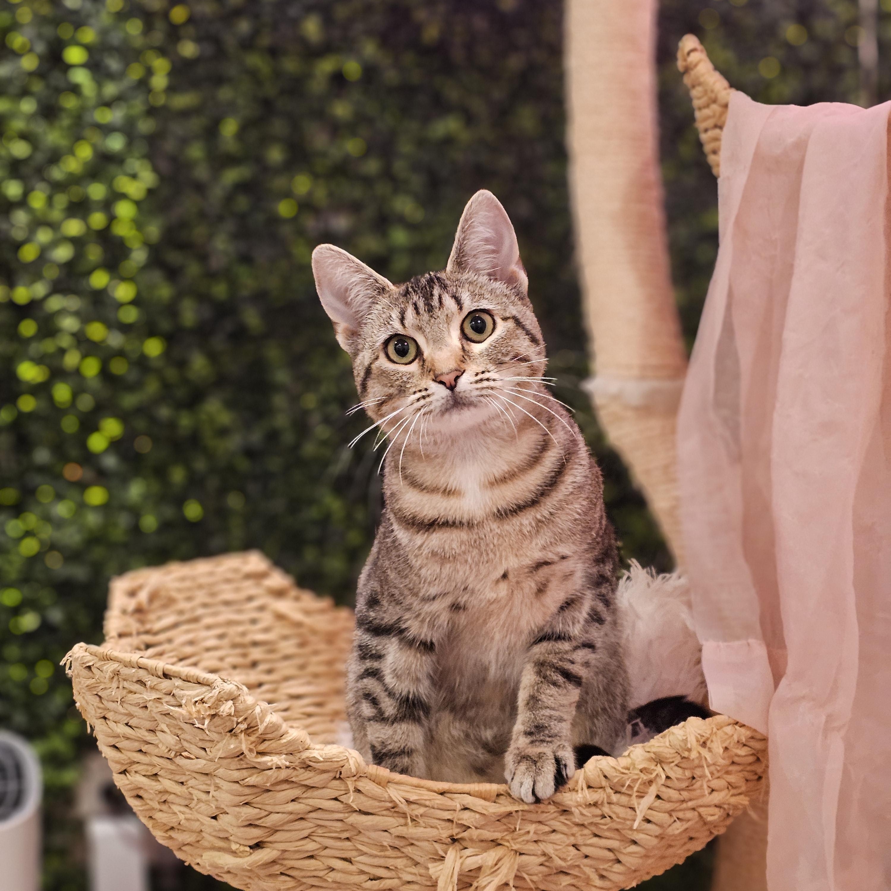 Enlarge Olive, a ADOPTABLE Domestic Short Hair in Philadelphia, PA image 2/3