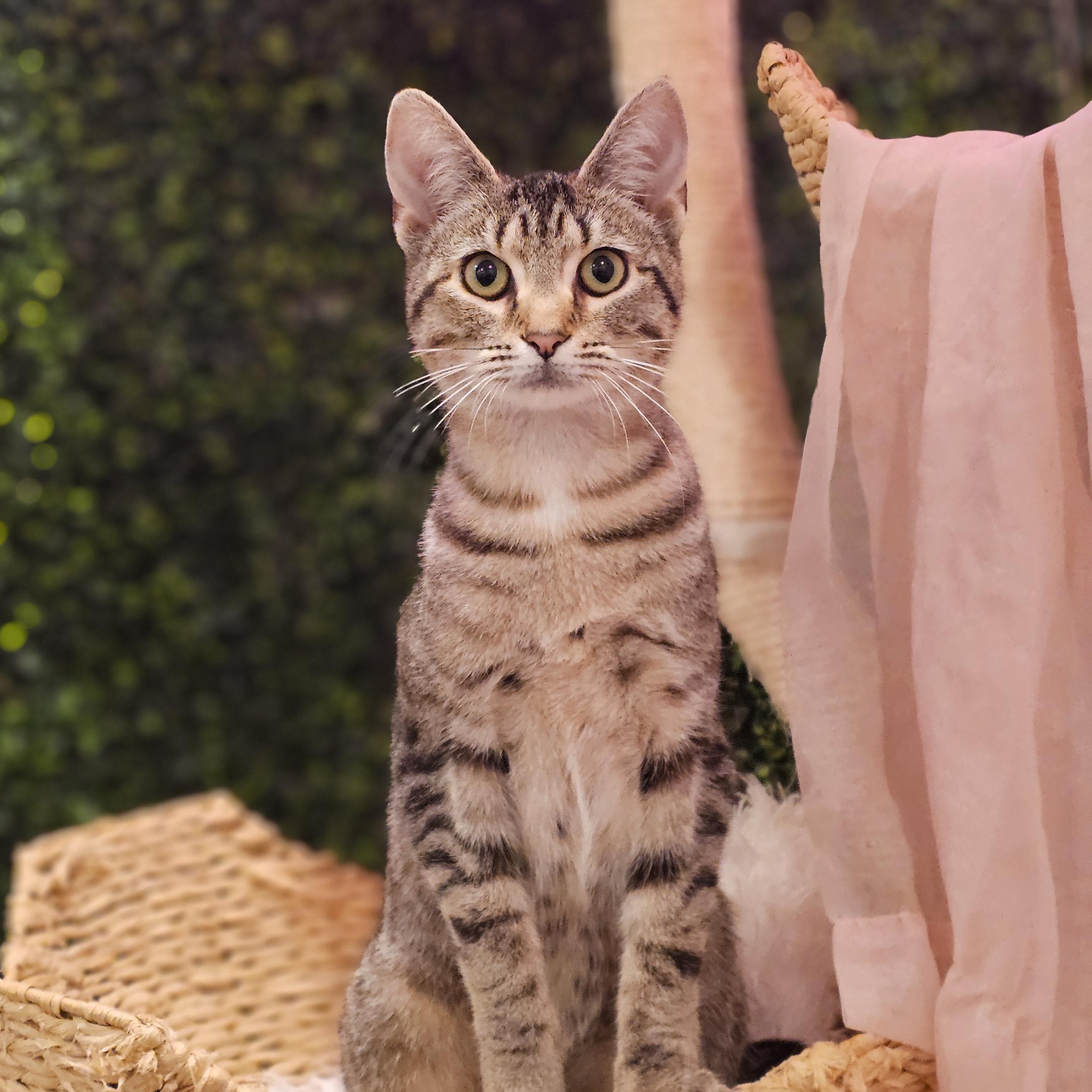 Olive, ADOPTABLE, Young Female Domestic Short Hair.