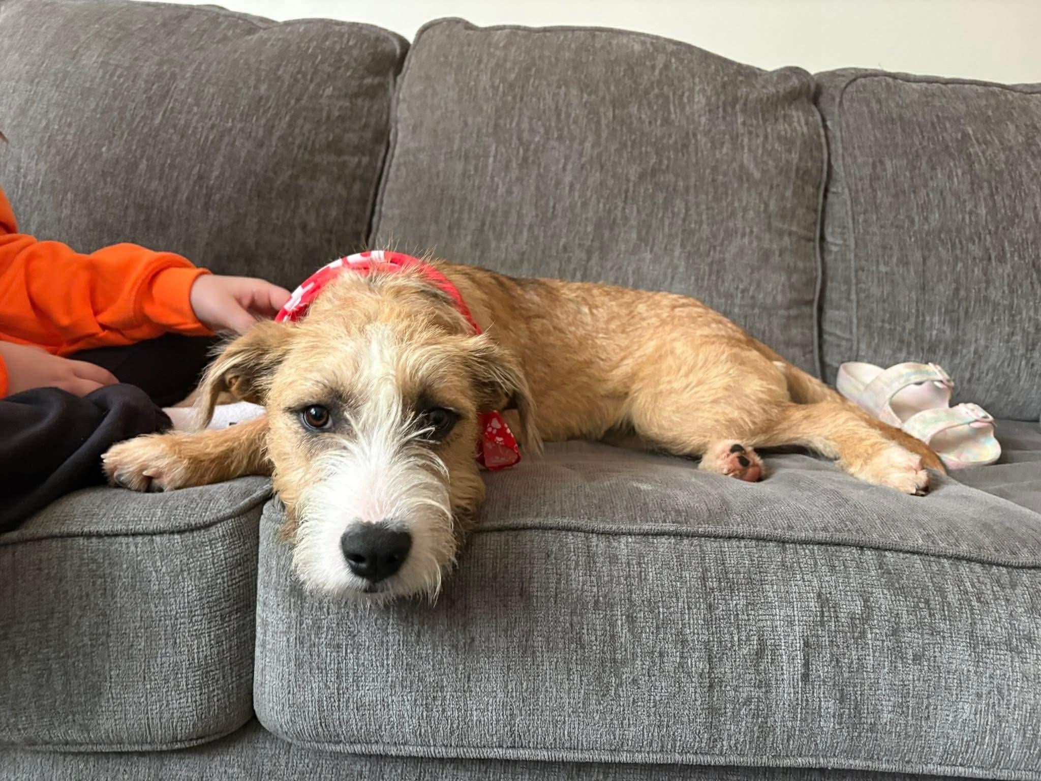 Enlarge Zoey, a ADOPTABLE mixed breed in Owensboro, KY image 1/4