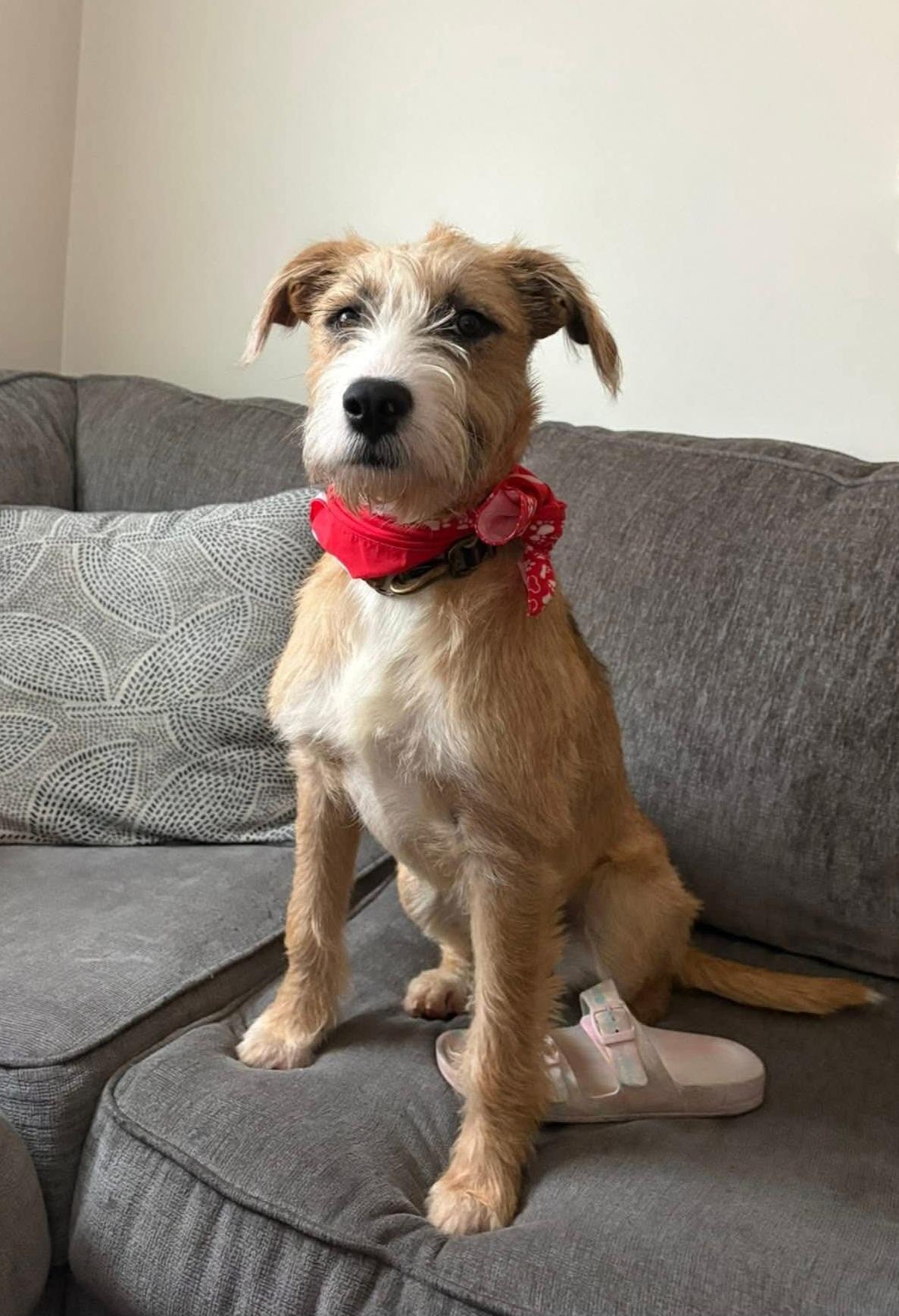 Enlarge Zoey, a ADOPTABLE mixed breed in Owensboro, KY image 2/4