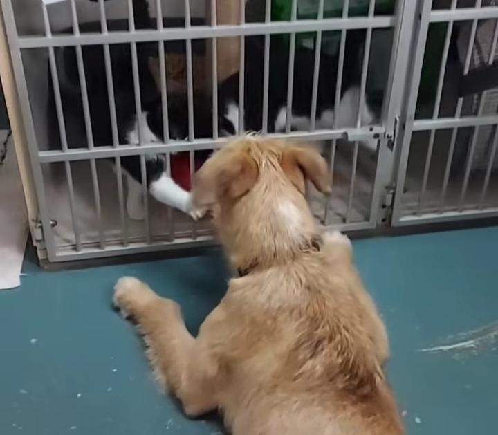 Enlarge Zoey, a ADOPTABLE mixed breed in Owensboro, KY image 3/4