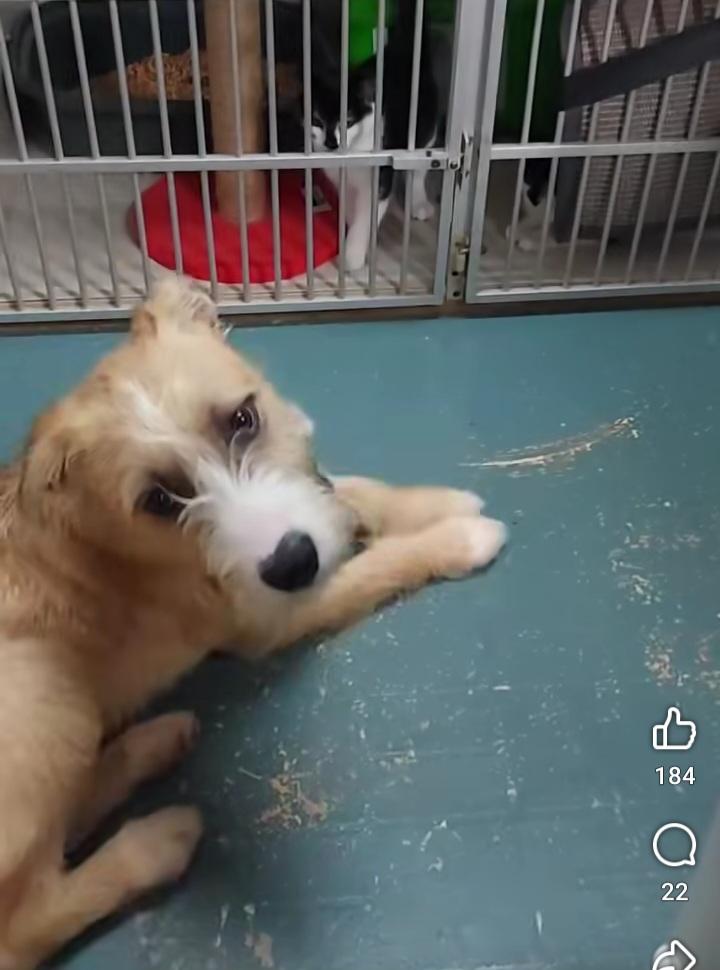 Enlarge Zoey, a ADOPTABLE mixed breed in Owensboro, KY image 4/4