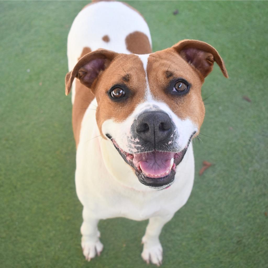 Enlarge Petunia, a Adoptable American Staffordshire Terrier in Saint Petersburg, FL image 2/2