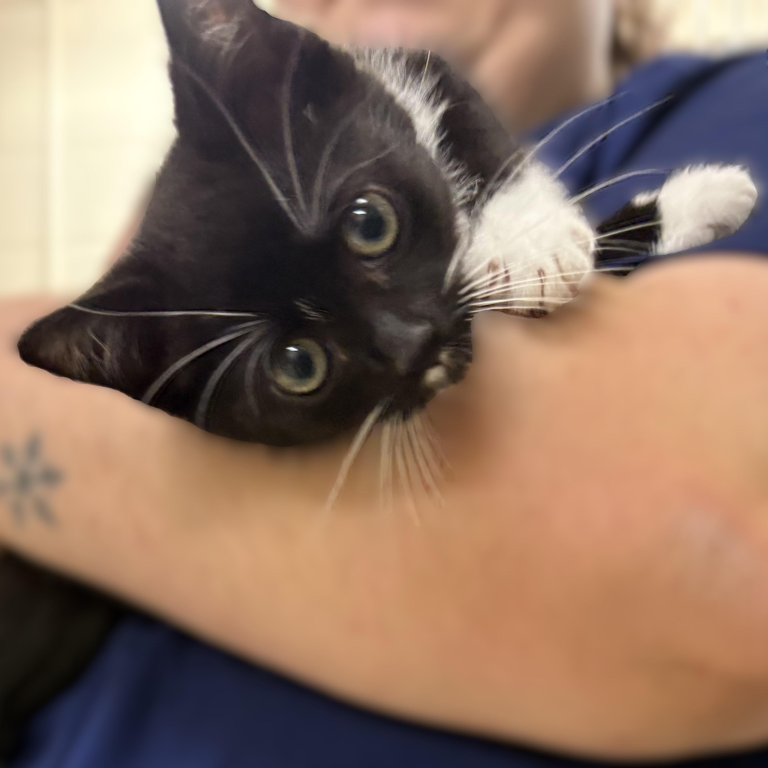 Enlarge Ned- 51628, a ADOPTABLE Domestic Short Hair in Columbia, MD image 3/3