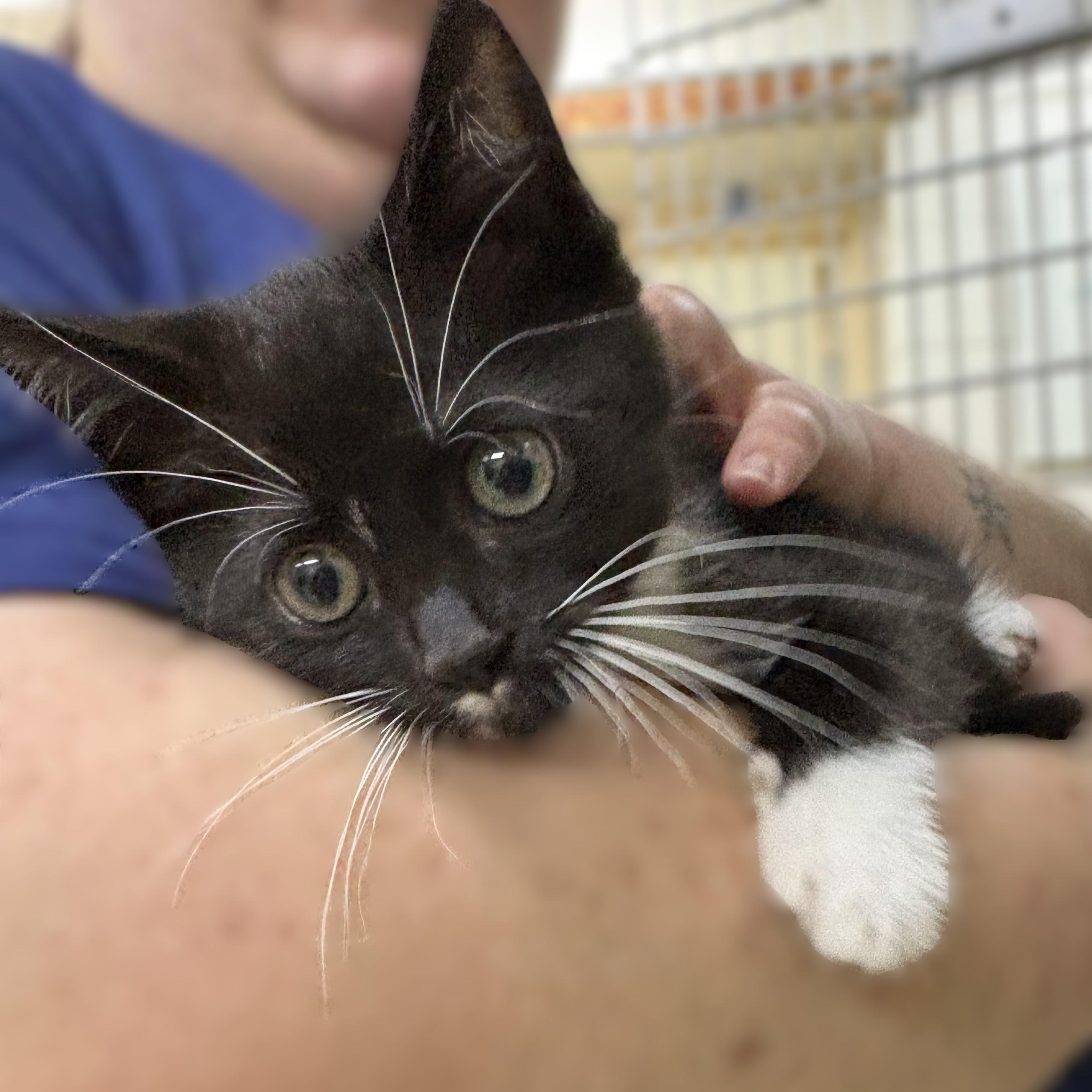 Enlarge Ned- 51628, a ADOPTABLE Domestic Short Hair in Columbia, MD image 1/3
