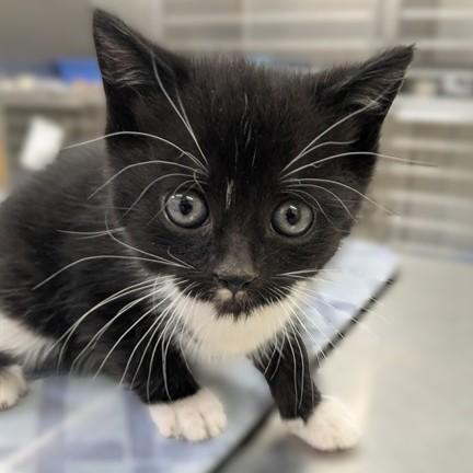Enlarge Ned- 51628, a ADOPTABLE Domestic Short Hair in Columbia, MD image 2/3