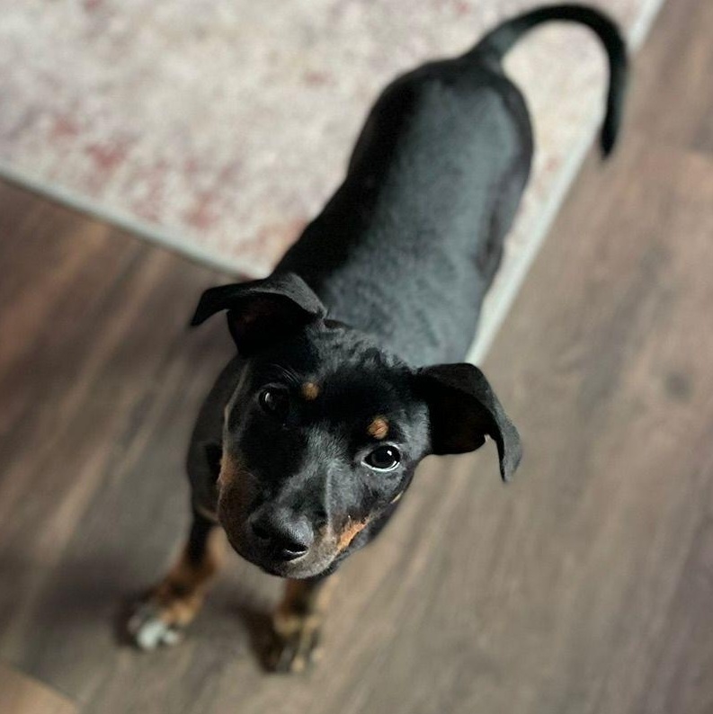 Enlarge Jamaica, a ADOPTABLE mixed breed in Baltimore, MD image 5/5