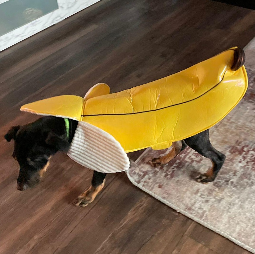 Enlarge Jamaica, a ADOPTABLE mixed breed in Baltimore, MD image 4/5