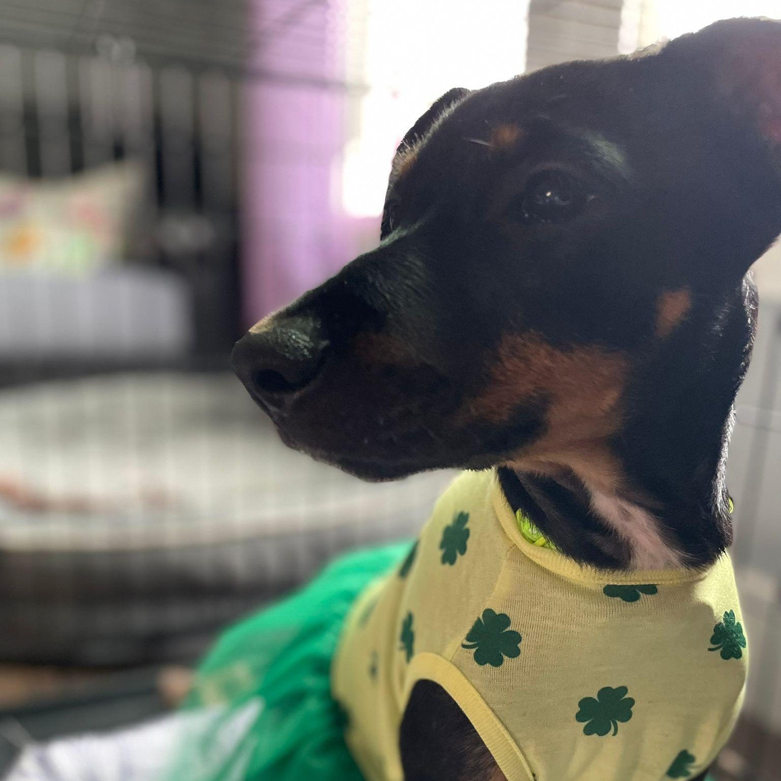 Enlarge Jamaica, a ADOPTABLE mixed breed in Baltimore, MD image 3/5