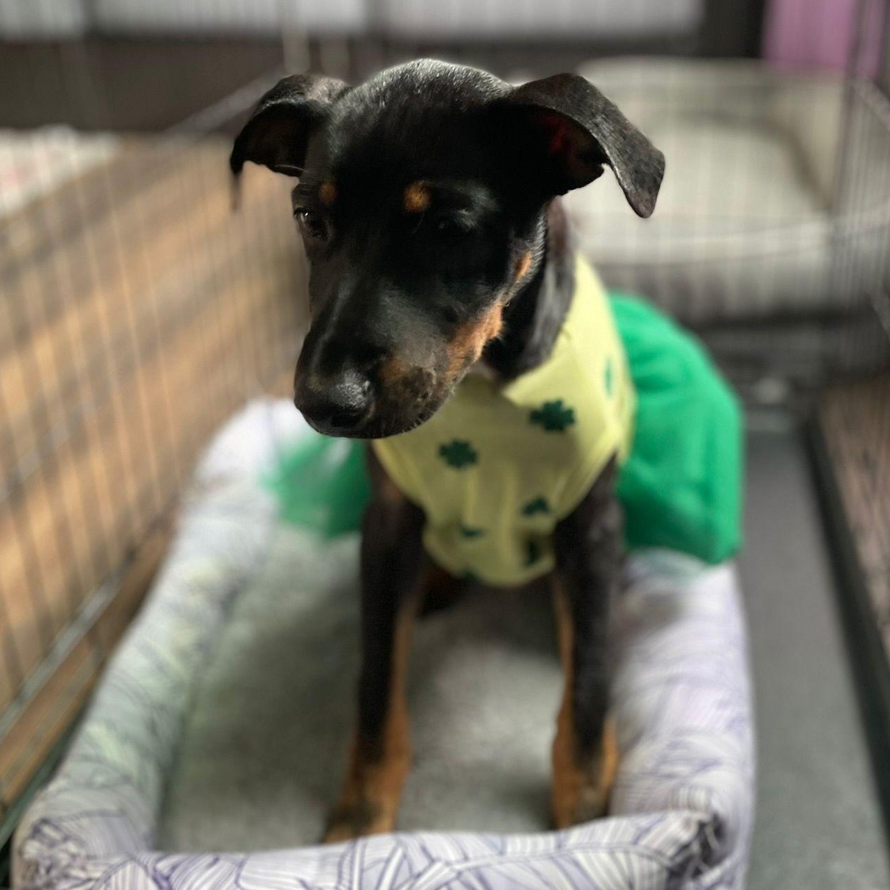 Enlarge Jamaica, a ADOPTABLE mixed breed in Baltimore, MD image 2/5