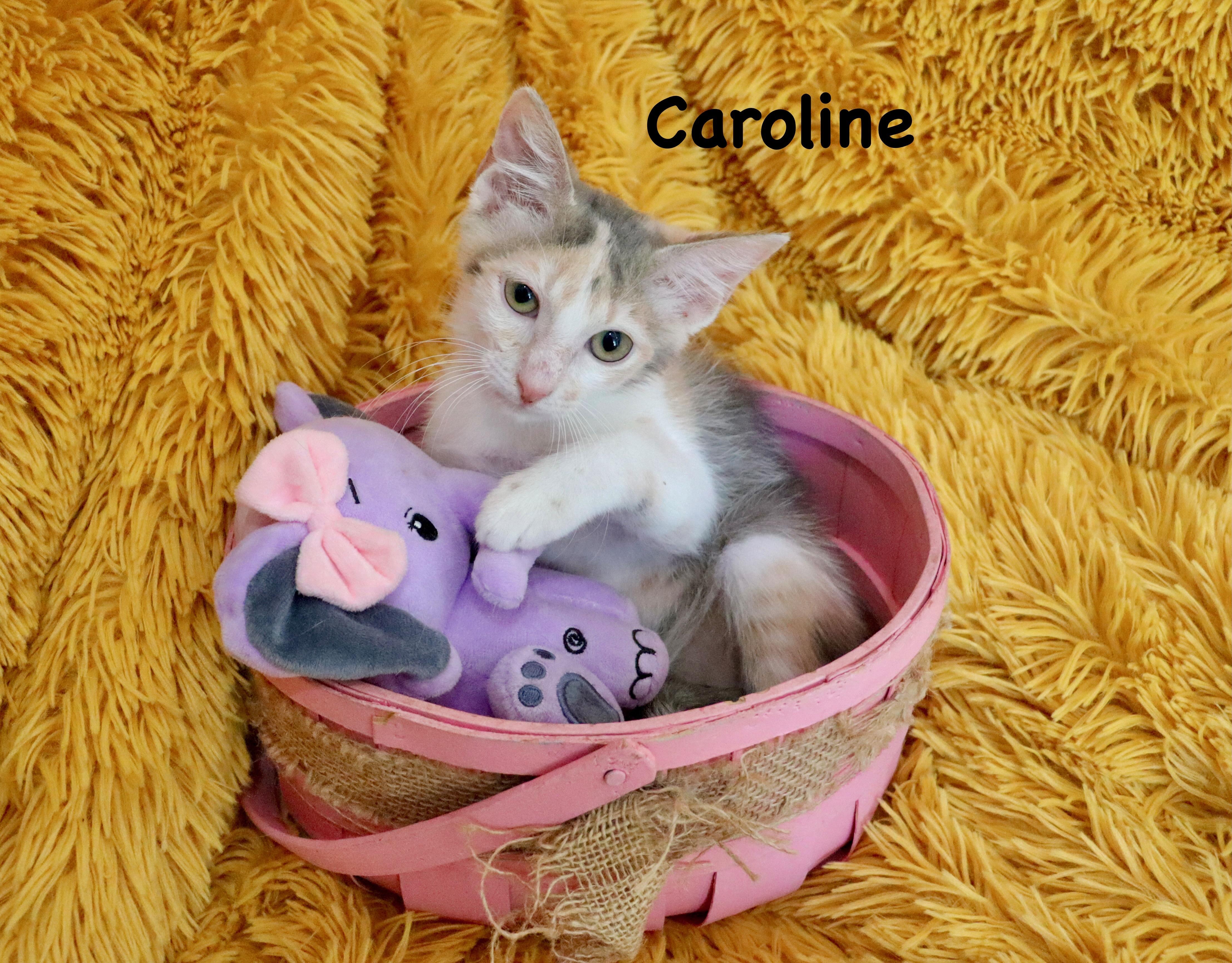 Caroline