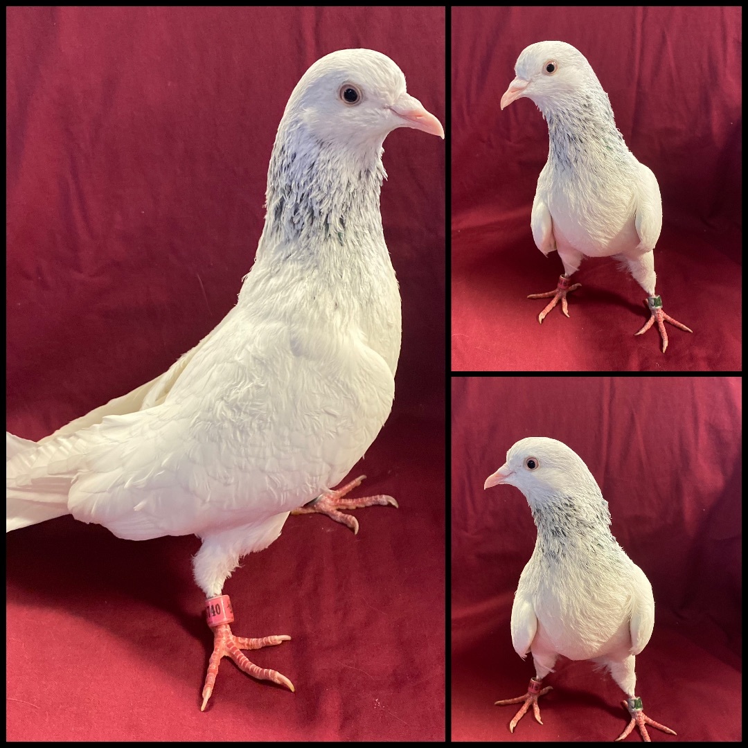 Enlarge Frosty, a Adoptable Pigeon in Middle Island, NY image 1/2