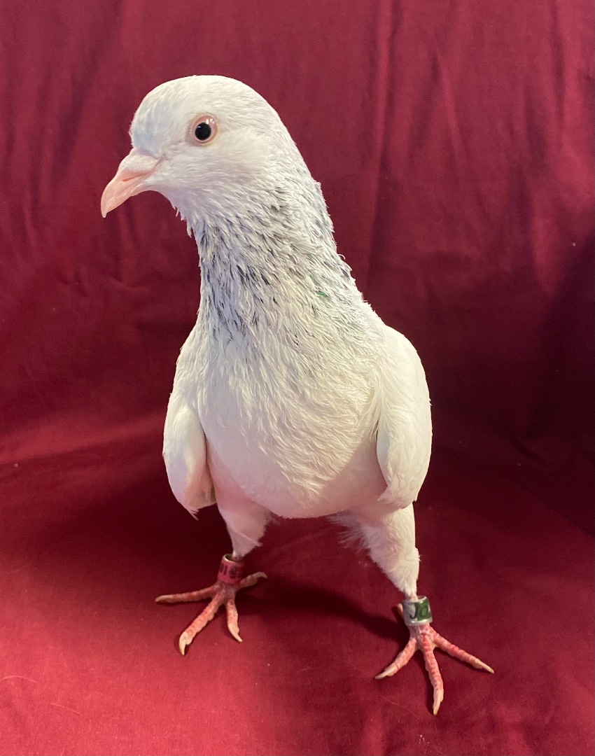 Enlarge Frosty, a Adoptable Pigeon in Middle Island, NY image 2/2