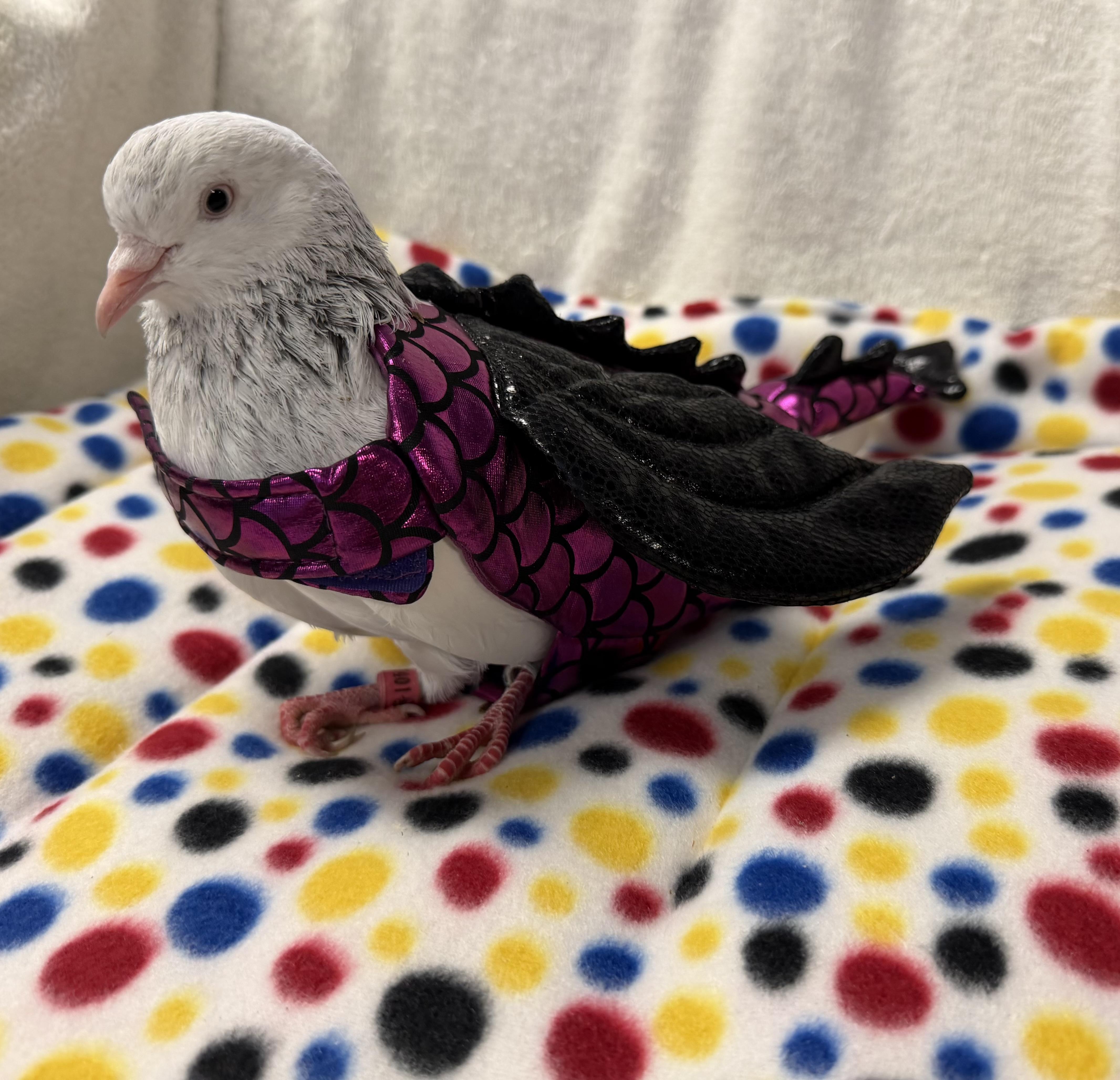 Frosty, a Adoptable Pigeon in Middle Island, NY image 1/3