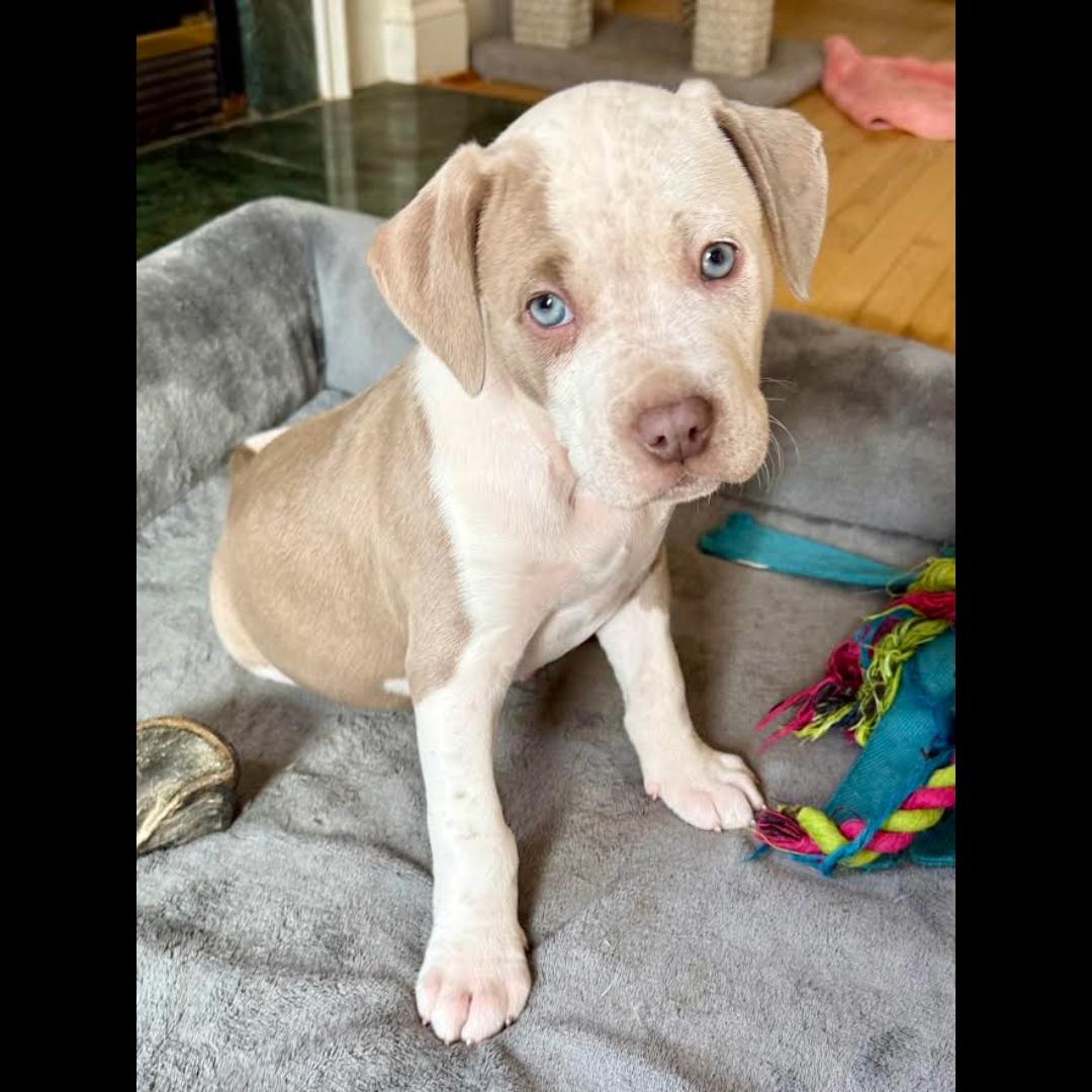 Enlarge Wayne, a ADOPTABLE mixed breed in Midlothian, VA image 1/6