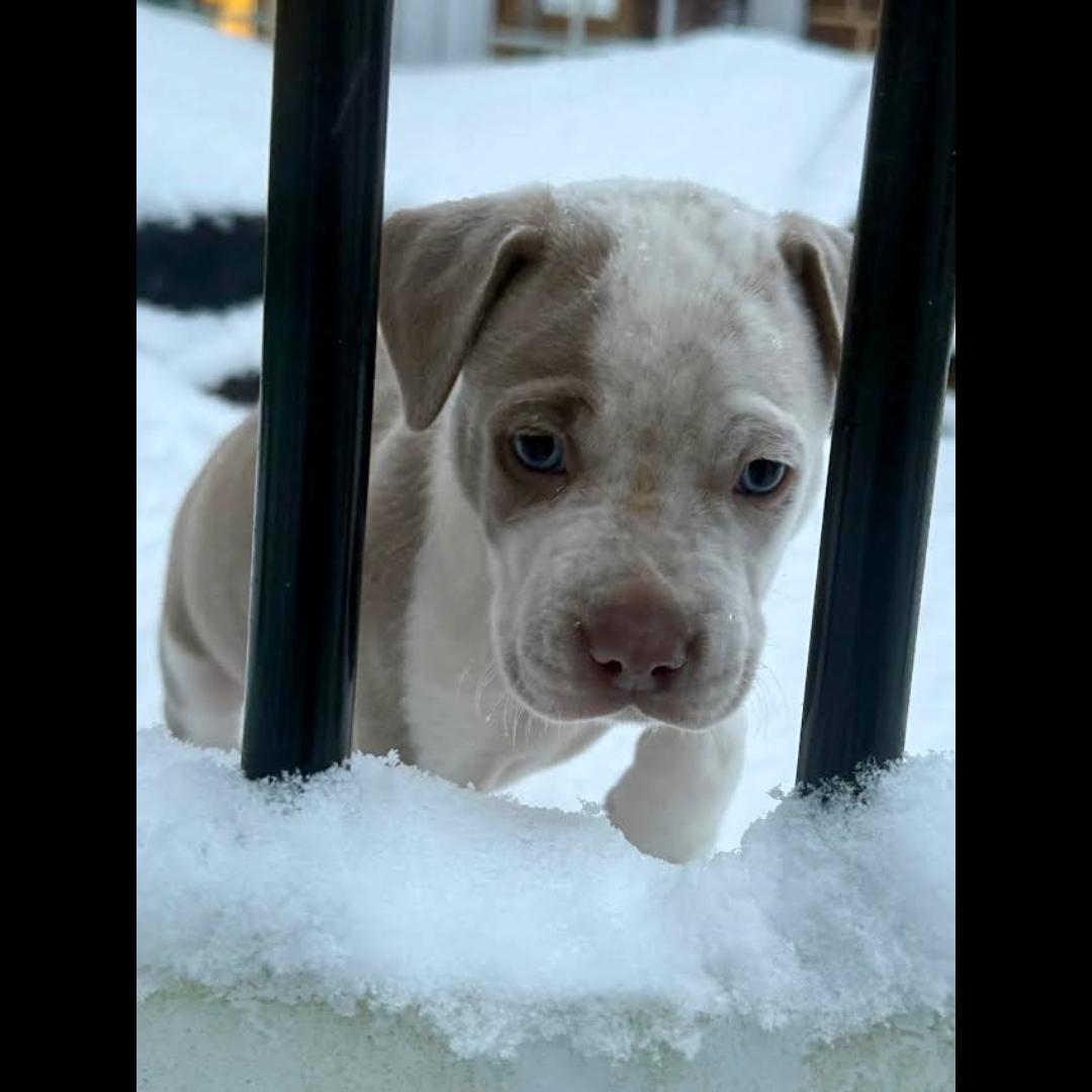 Enlarge Wayne, a ADOPTABLE mixed breed in Midlothian, VA image 3/6