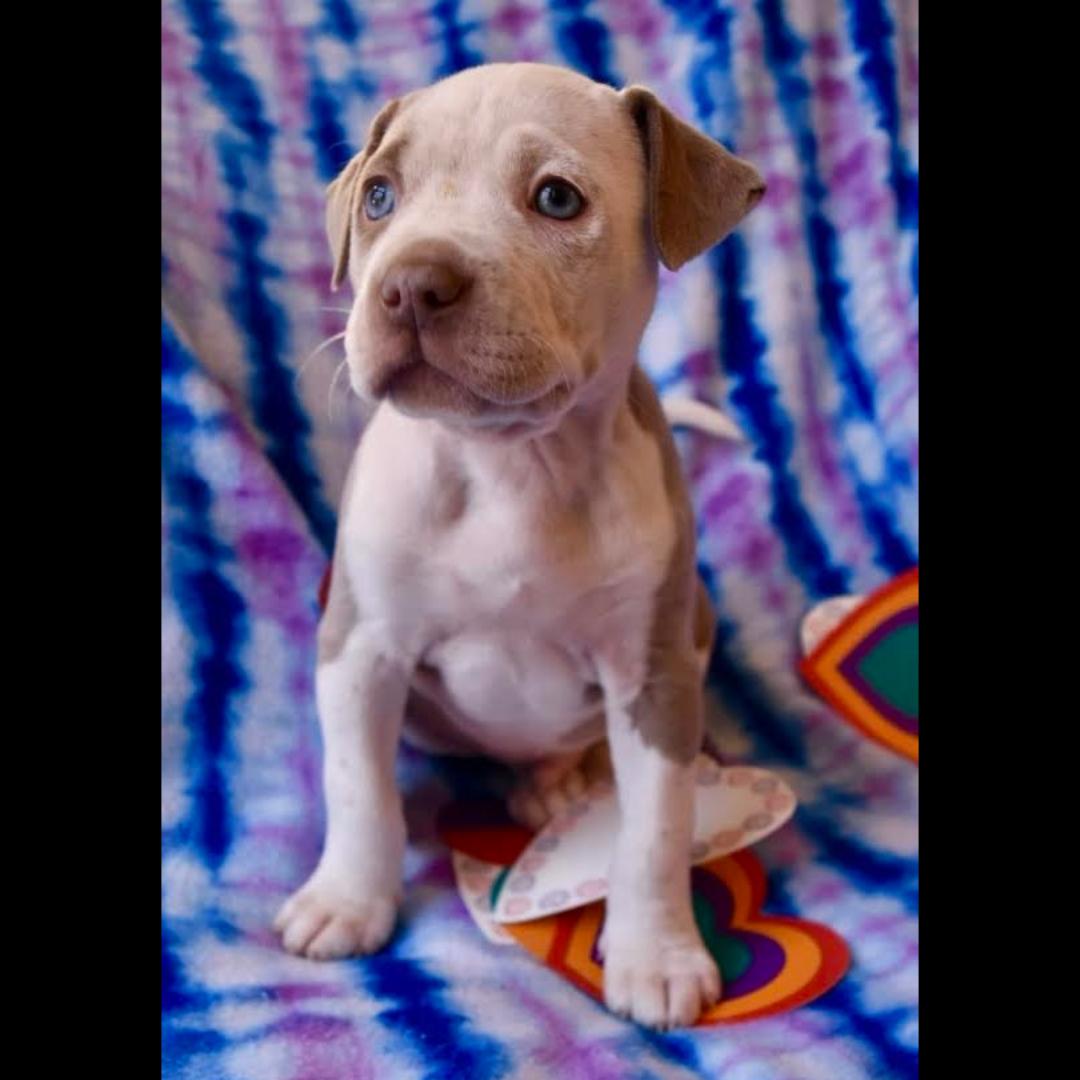 Enlarge Wayne, a ADOPTABLE mixed breed in Midlothian, VA image 4/6